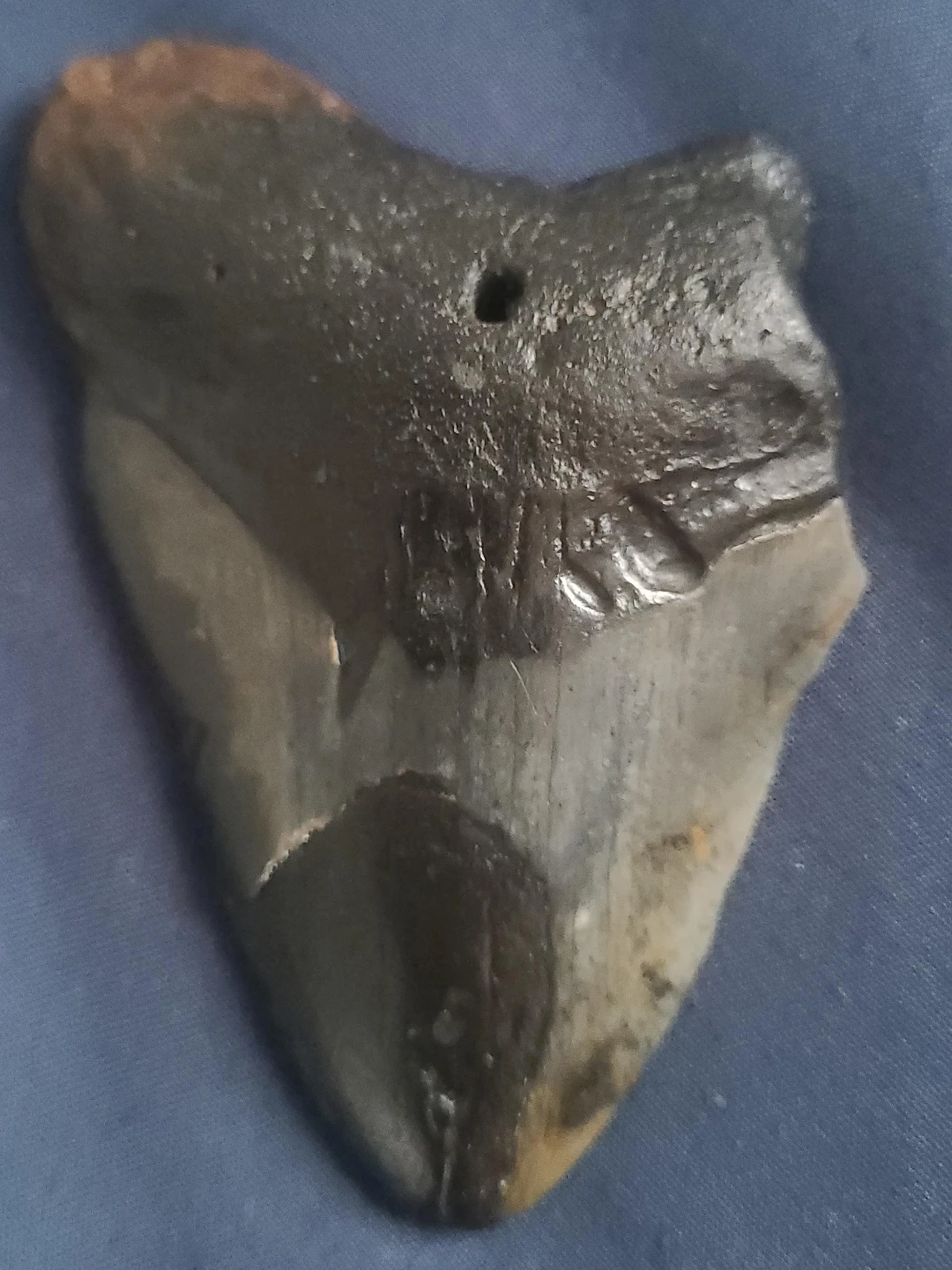 Fossilized Shark Tooth