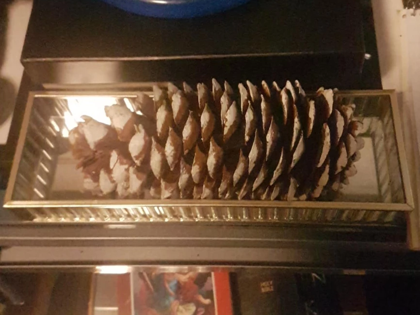Large Decorative Pine Cone in Glass Display Box