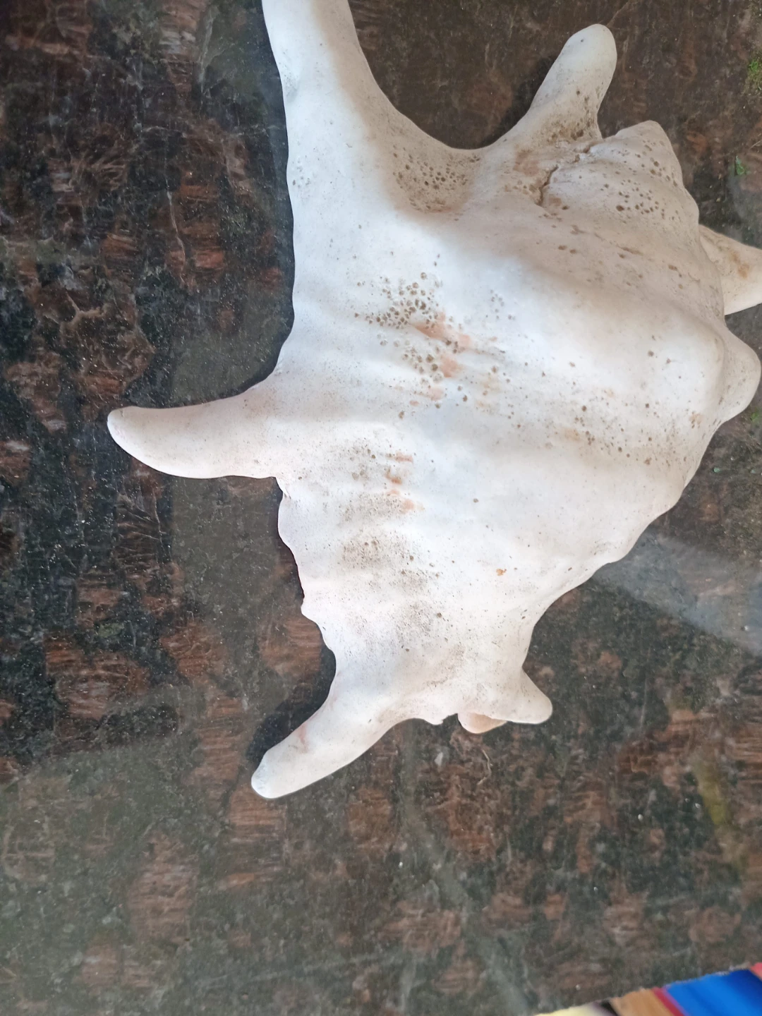 Large White Seashell