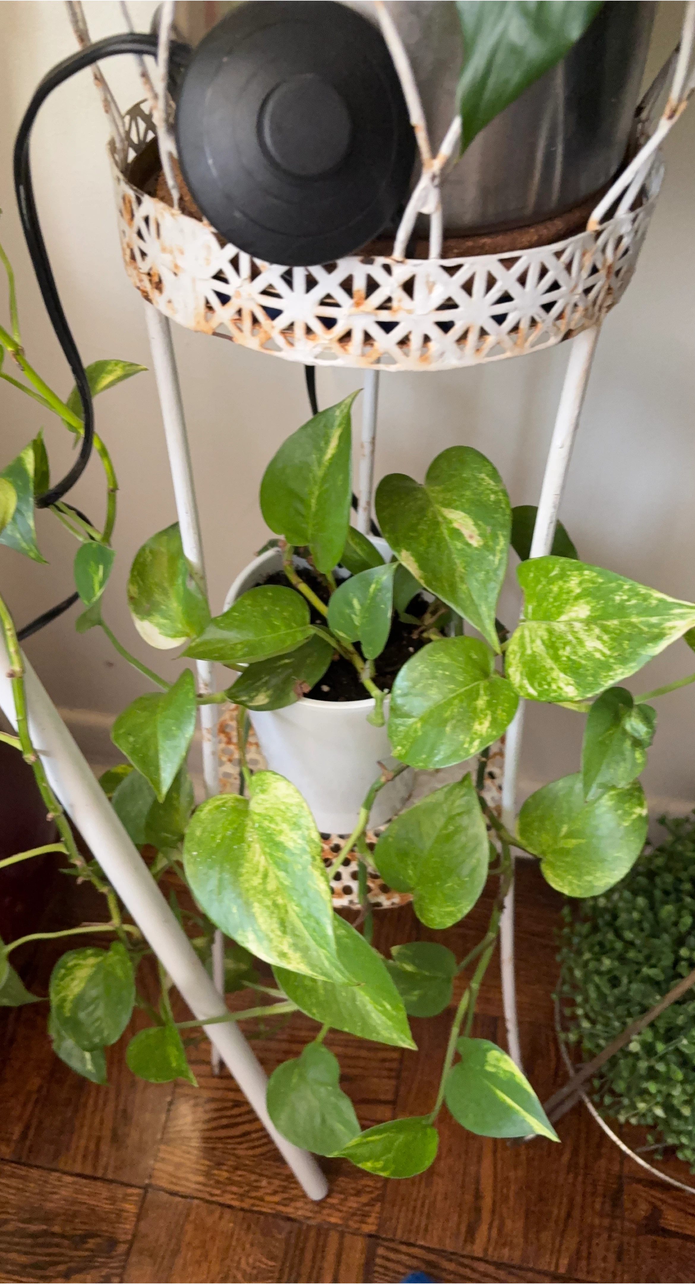 Pothos Plant in White Pot