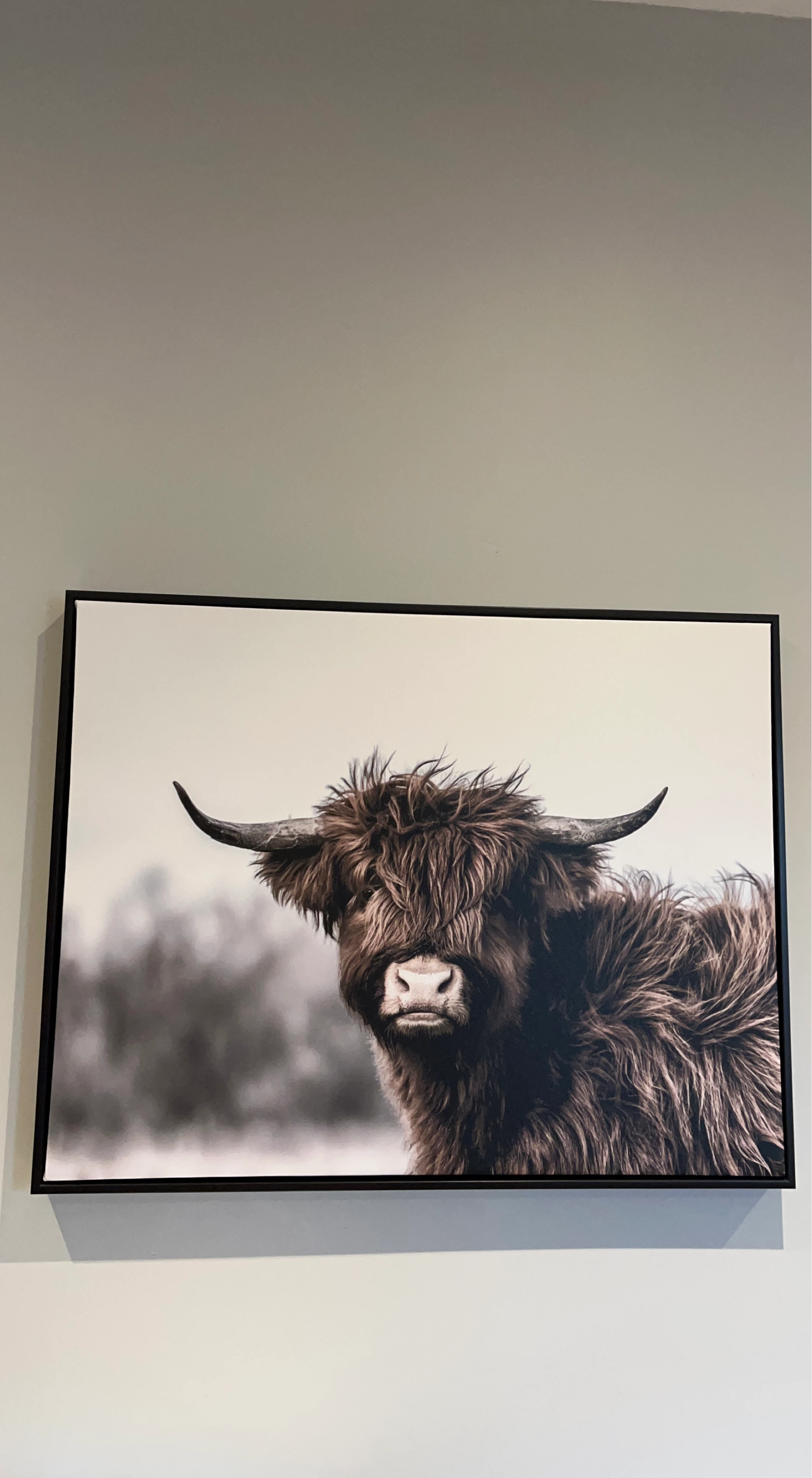 Framed Highland Cow Art Print