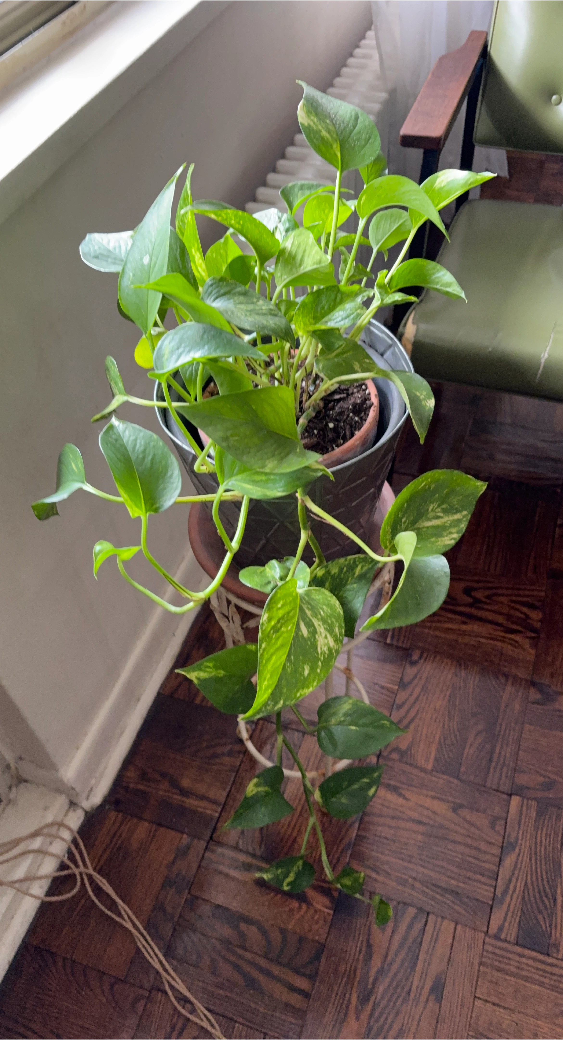 Pothos Plant in Pot