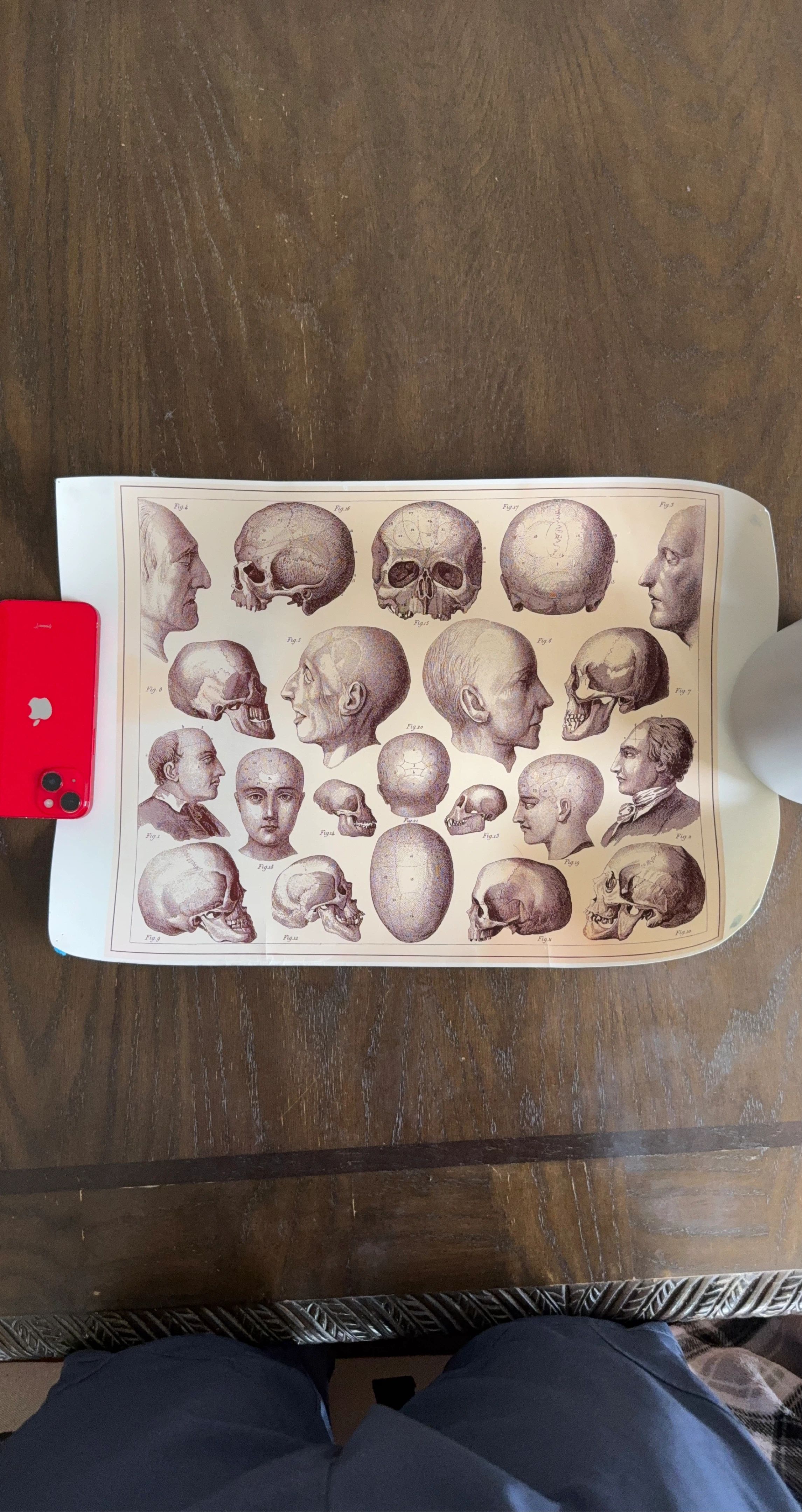 Vintage Anatomical Skull Illustrations Print