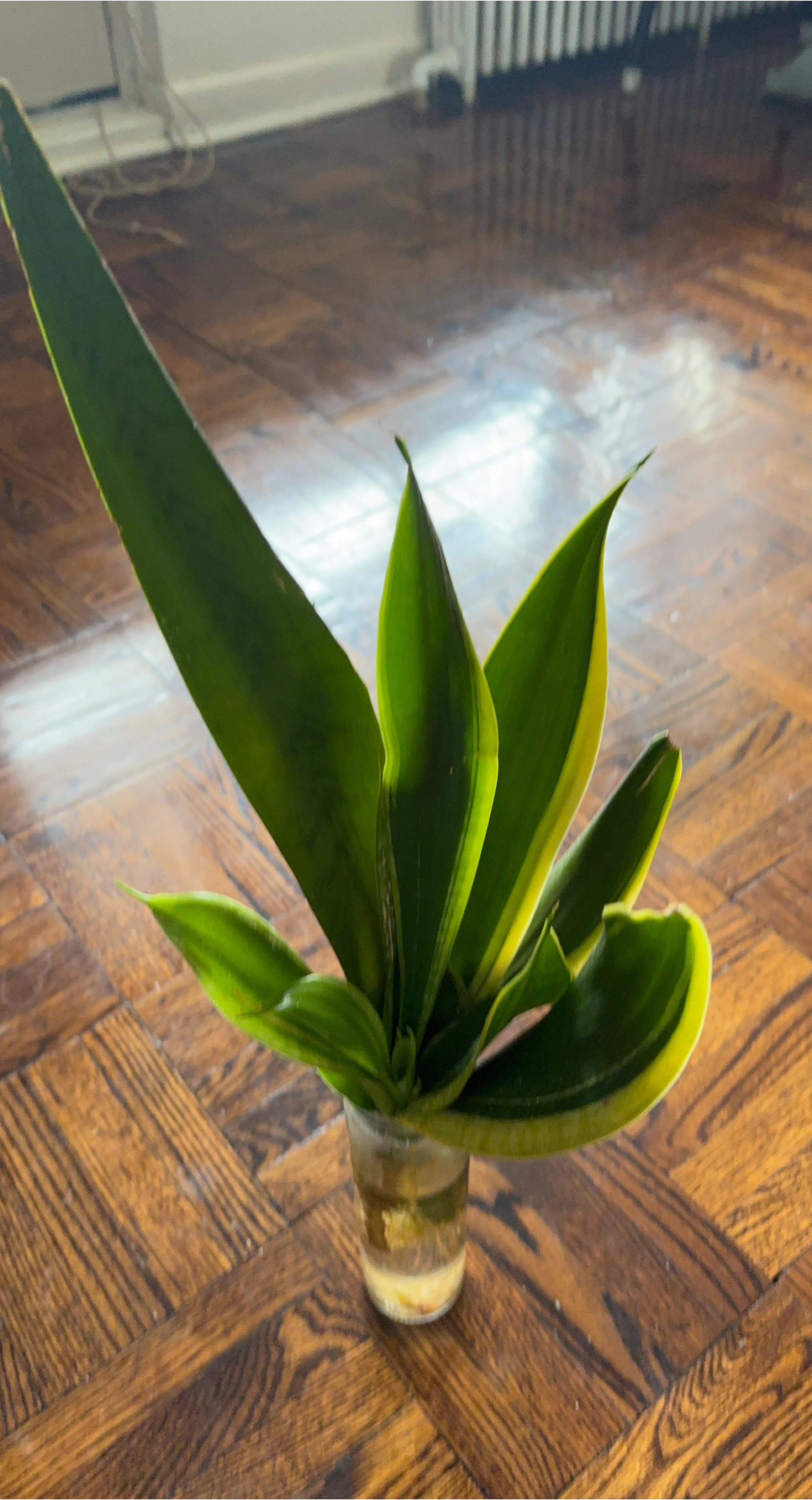 Snake Plant Cutting - Laurentii Variety