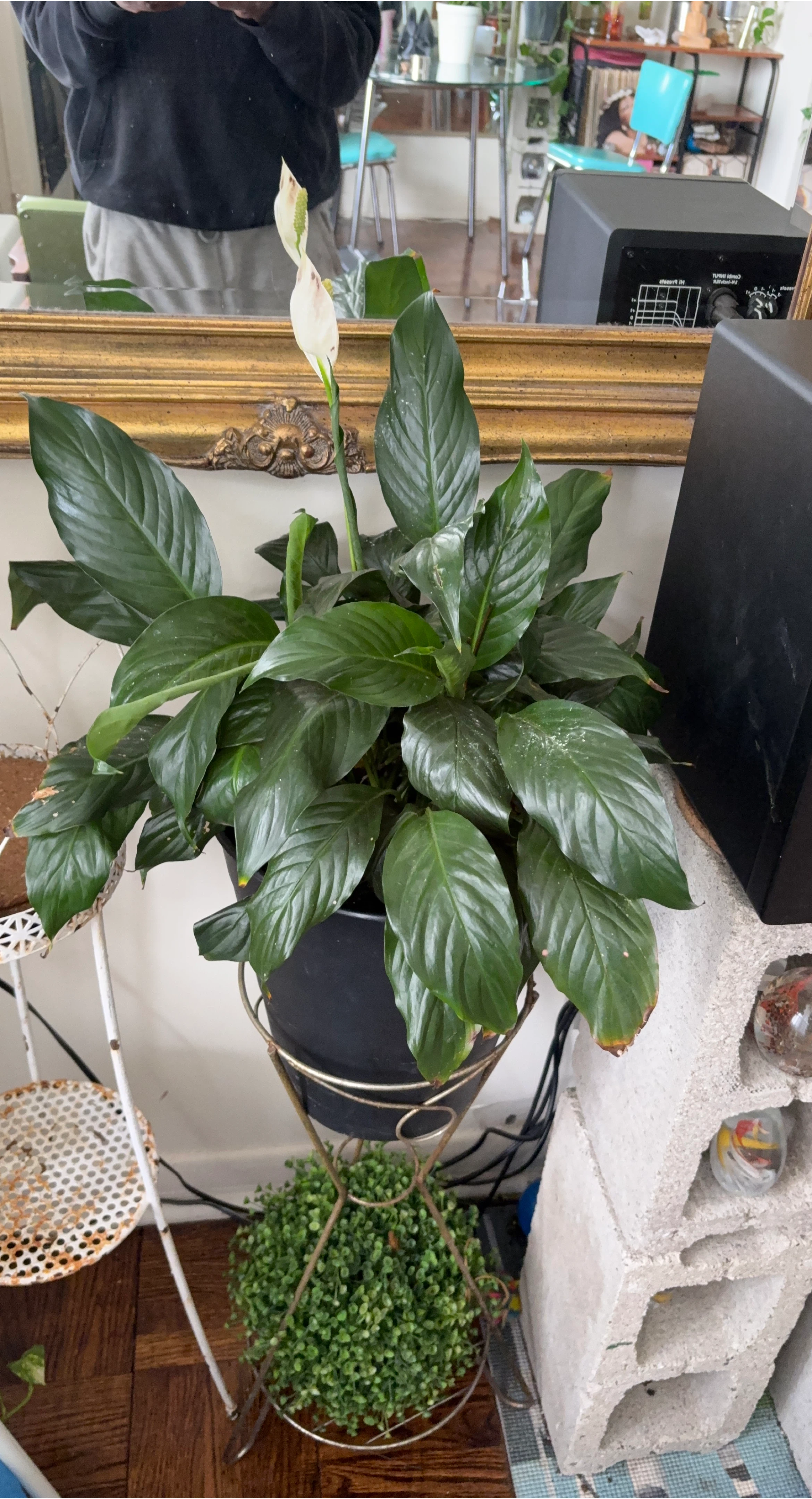 Peace Lily Plant