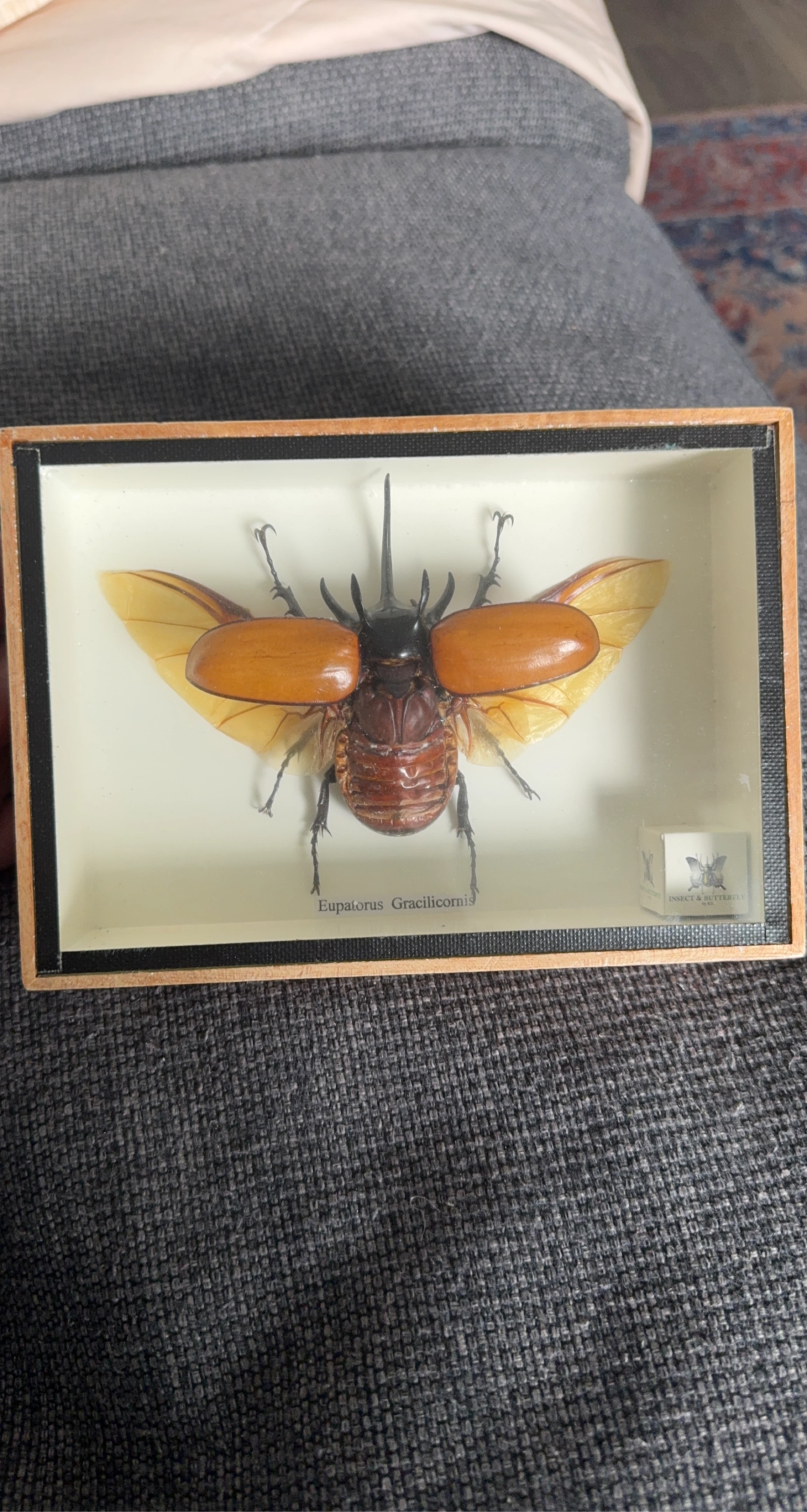 Eupatorus Gracilicornis Beetle - by K.S (Insect & Butterfly)