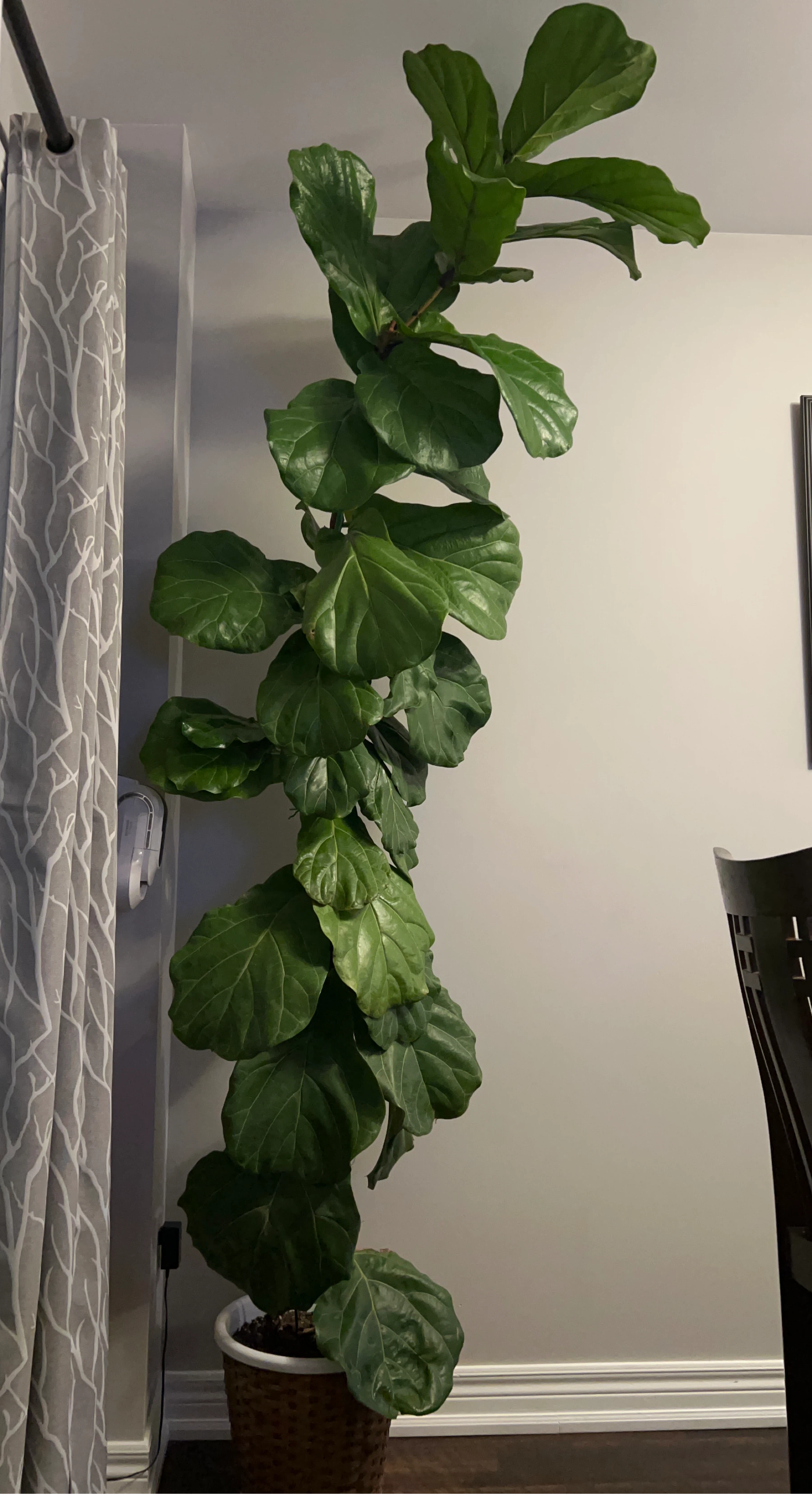 Fiddle Leaf Fig Plant in Basket Pot