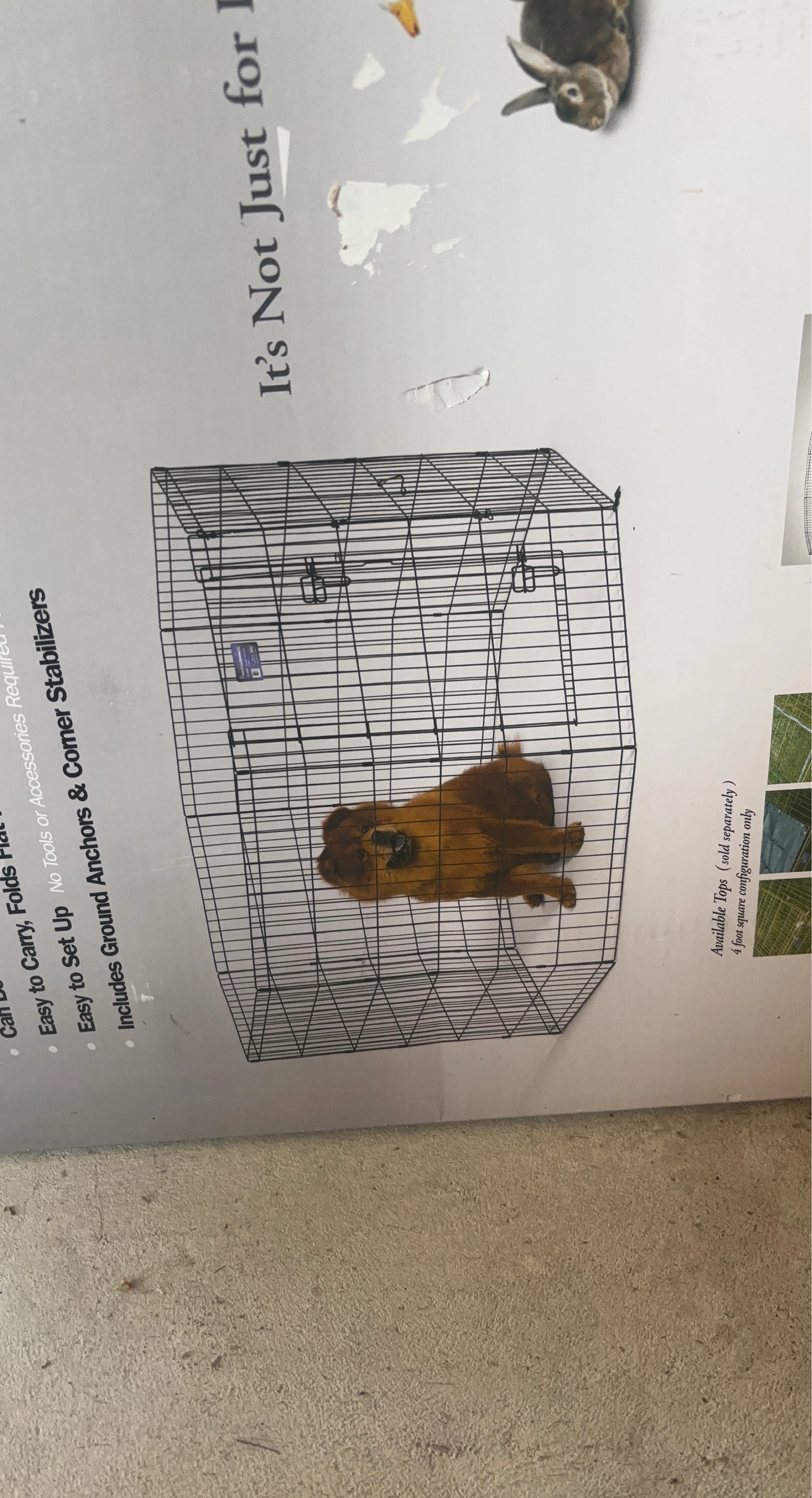 Pet Carrier Crate