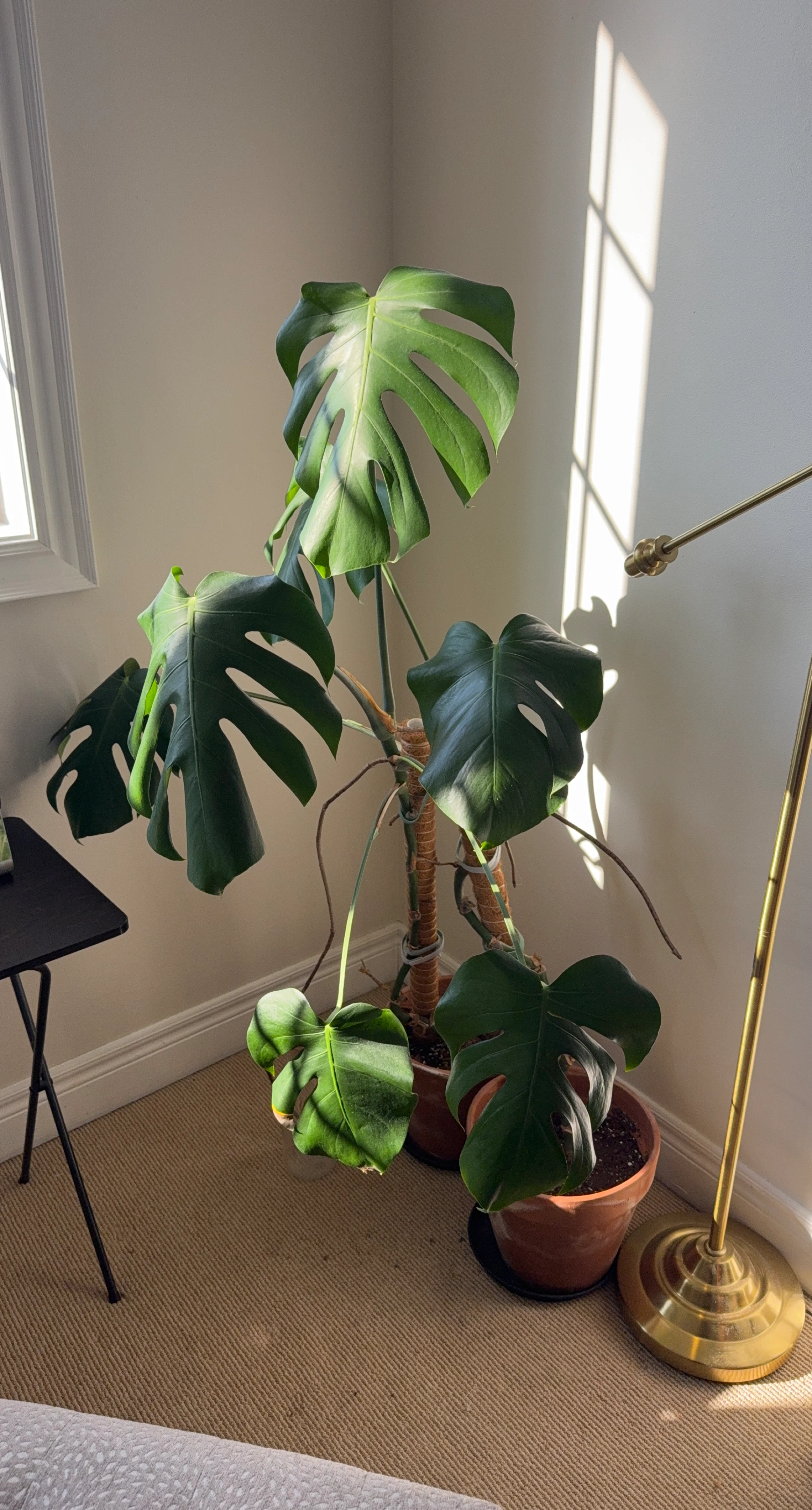 Large Monstera Deliciosa Plant