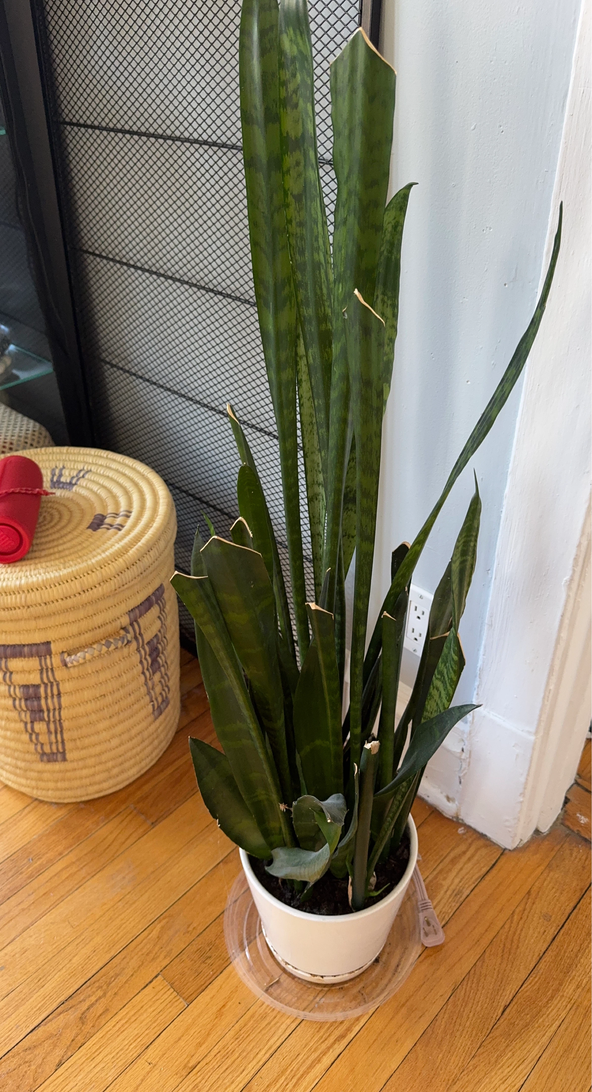 Snake Plant in White Pot