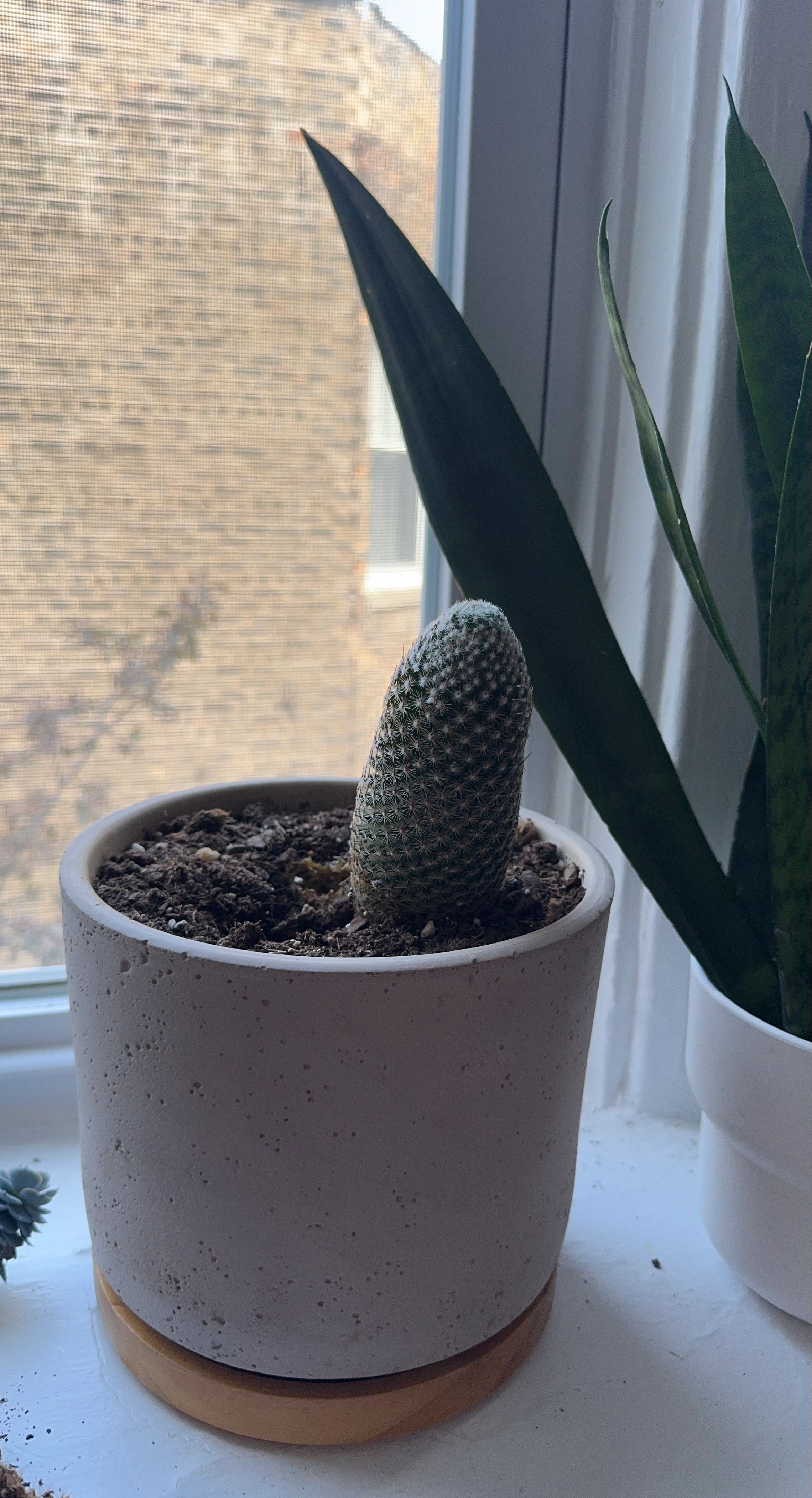 Mammillaria Cactus in Concrete Pot