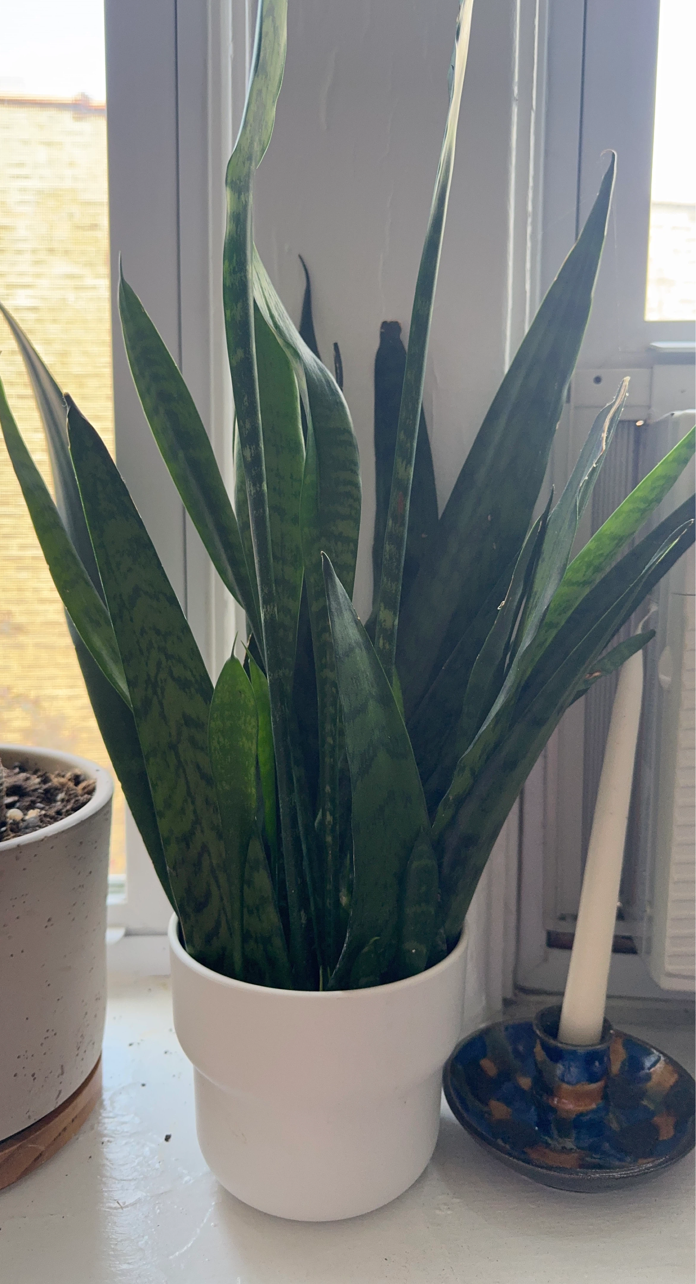 Snake Plant pups in water