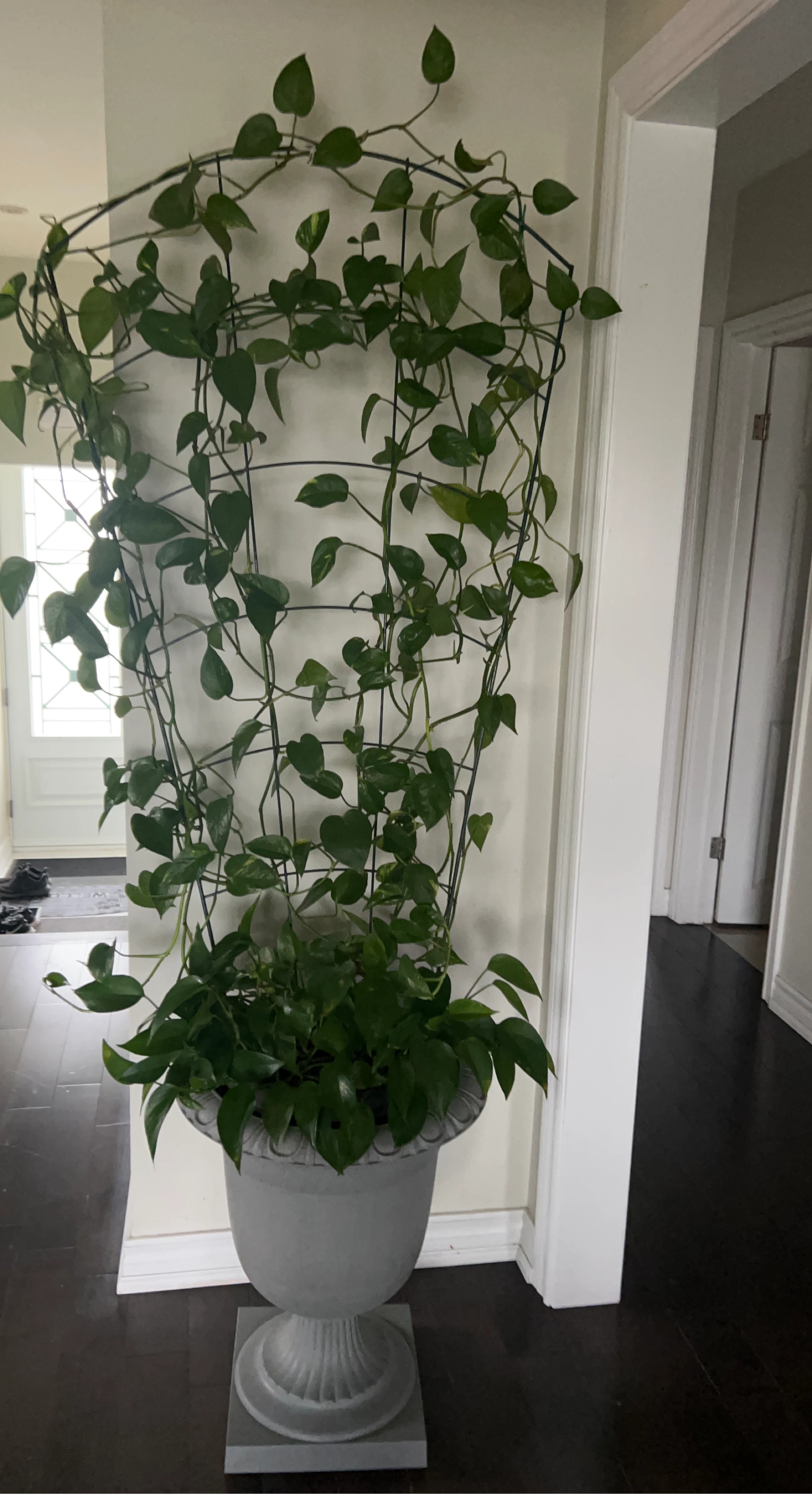Pothos Plant in Decorative Urn Planter