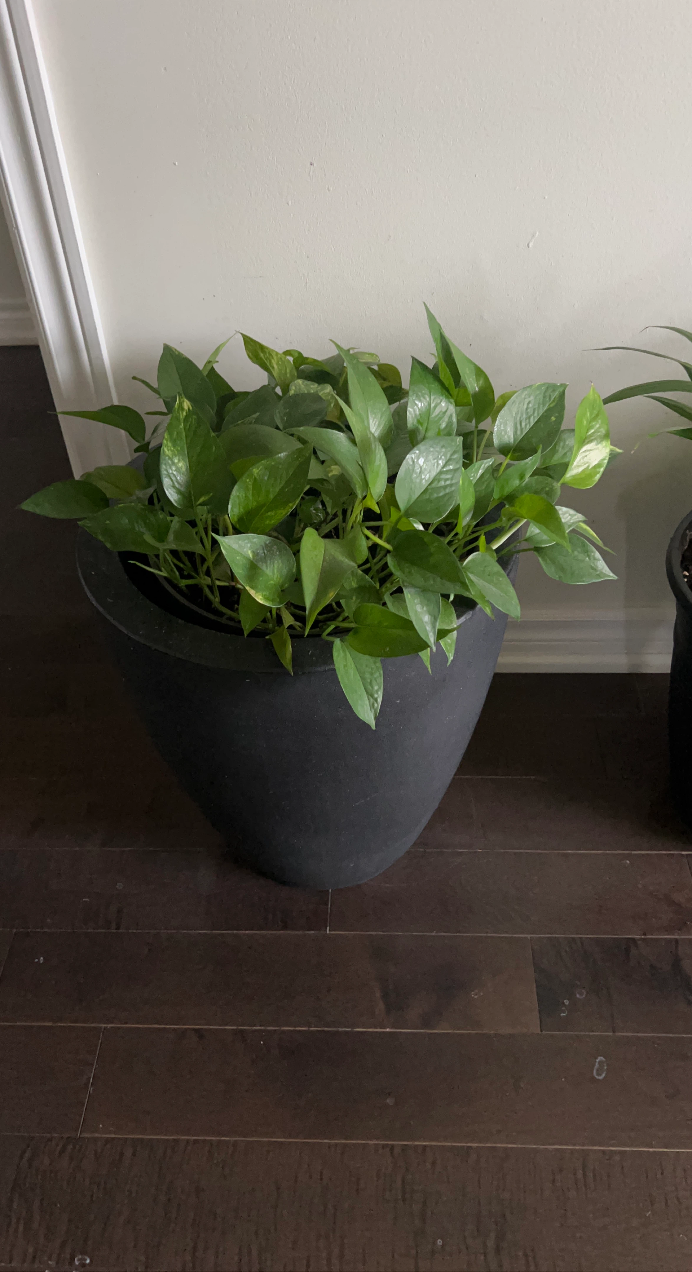 Pothos plant in black planter