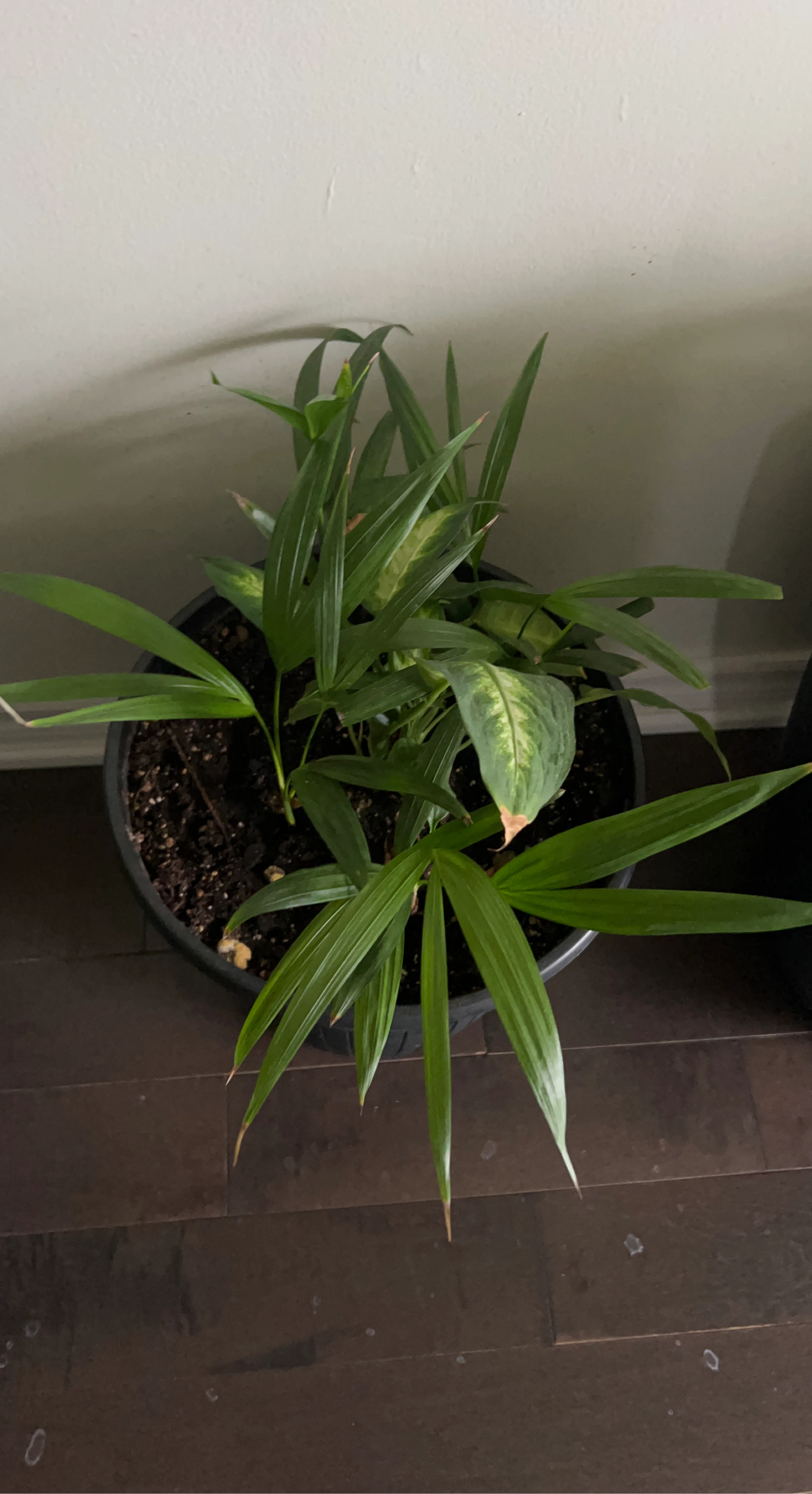 Potted Parlour Palm and Dieffenbachia Plant