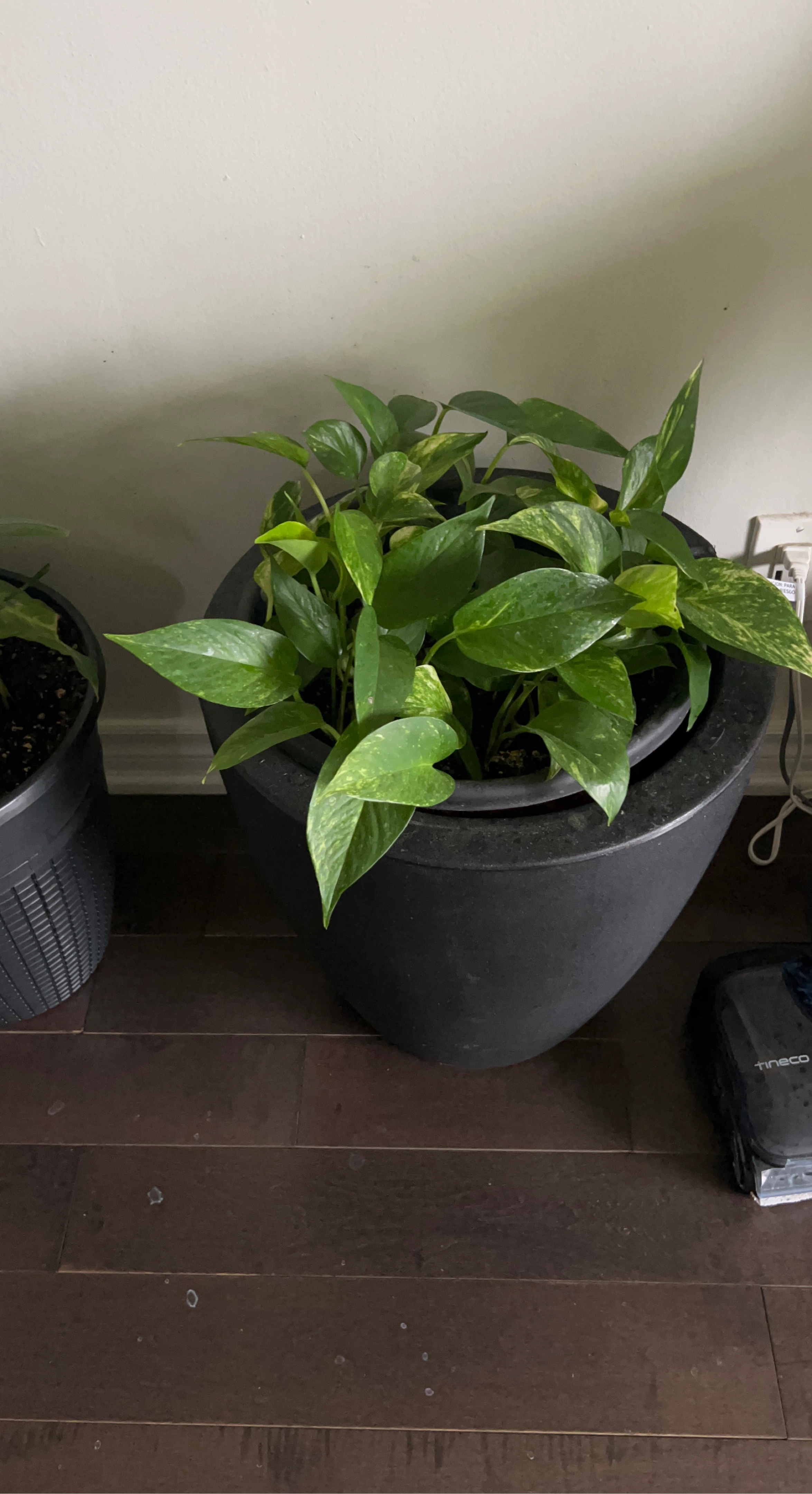 Pothos Plant in Black Pot
