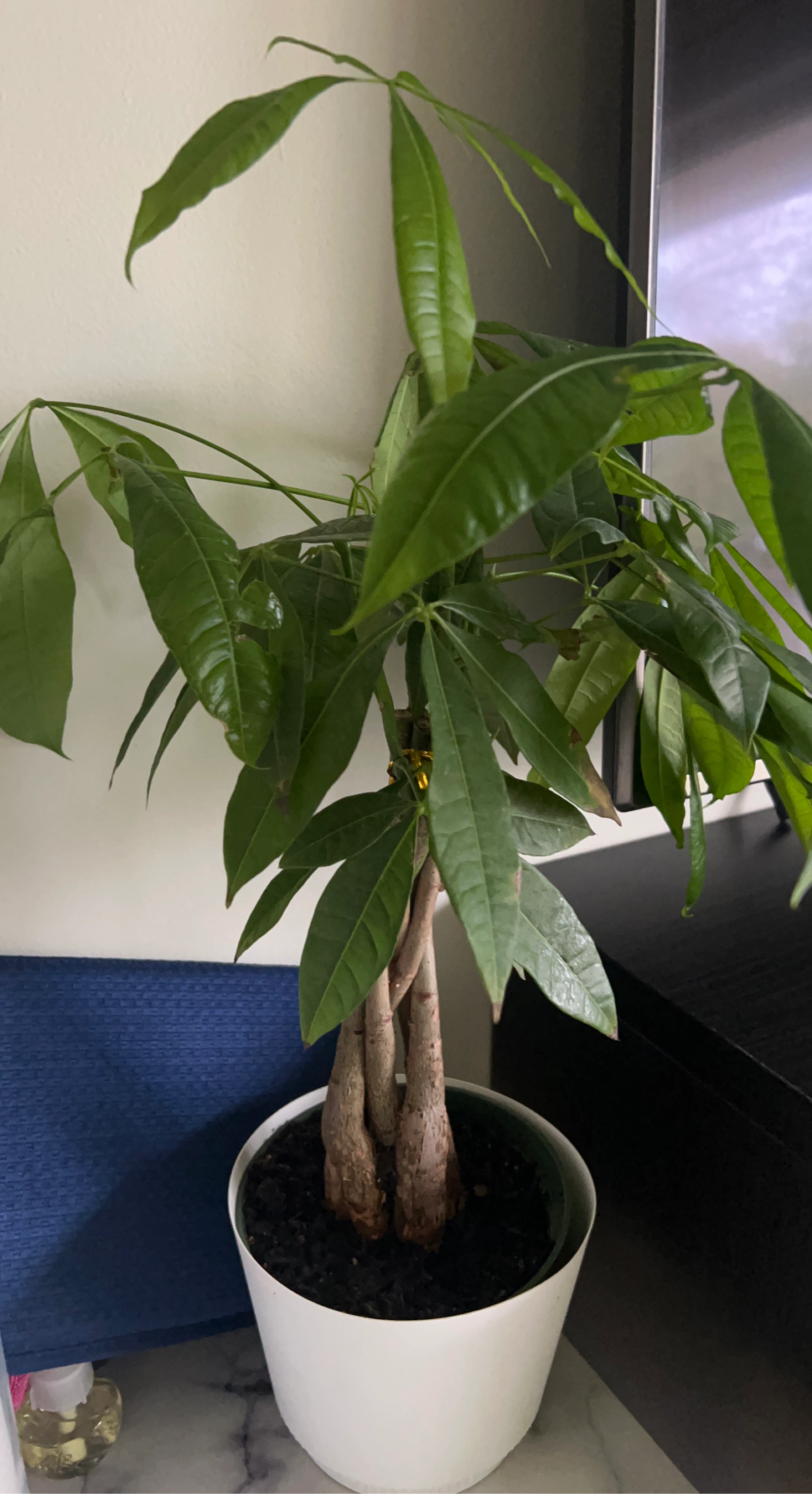 Money Tree Plant