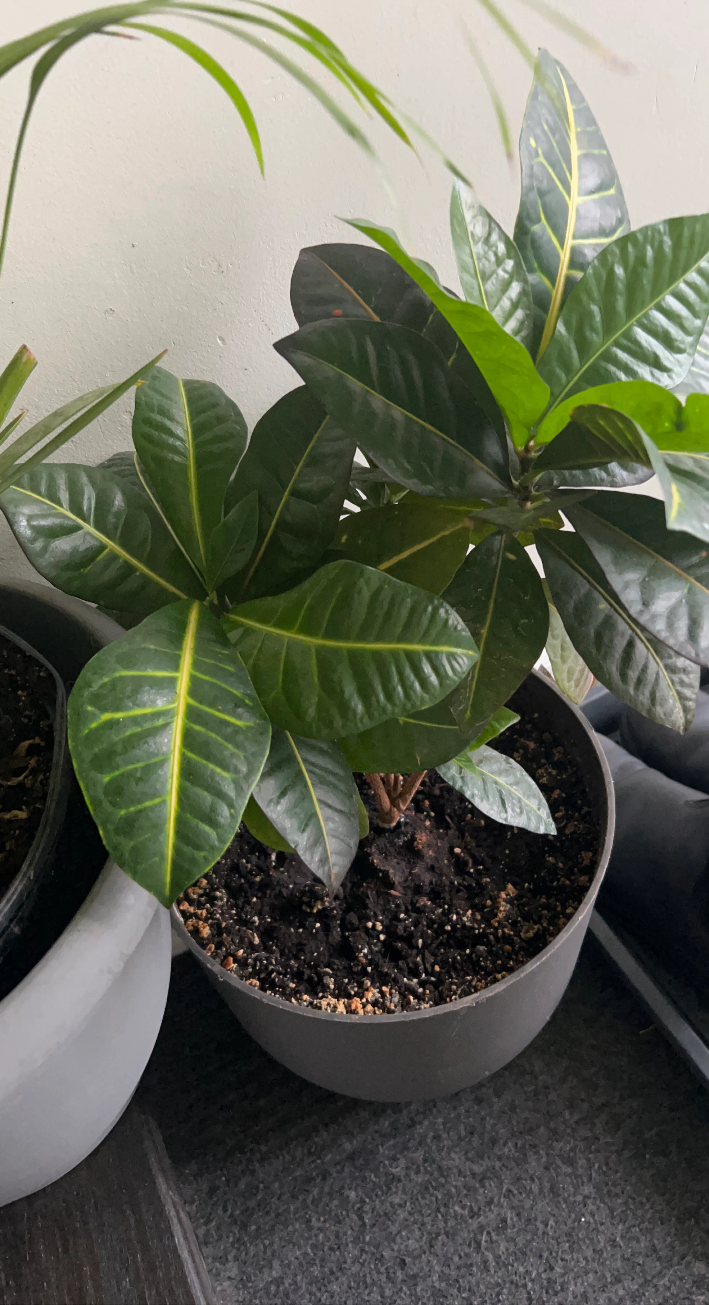 Croton Plant