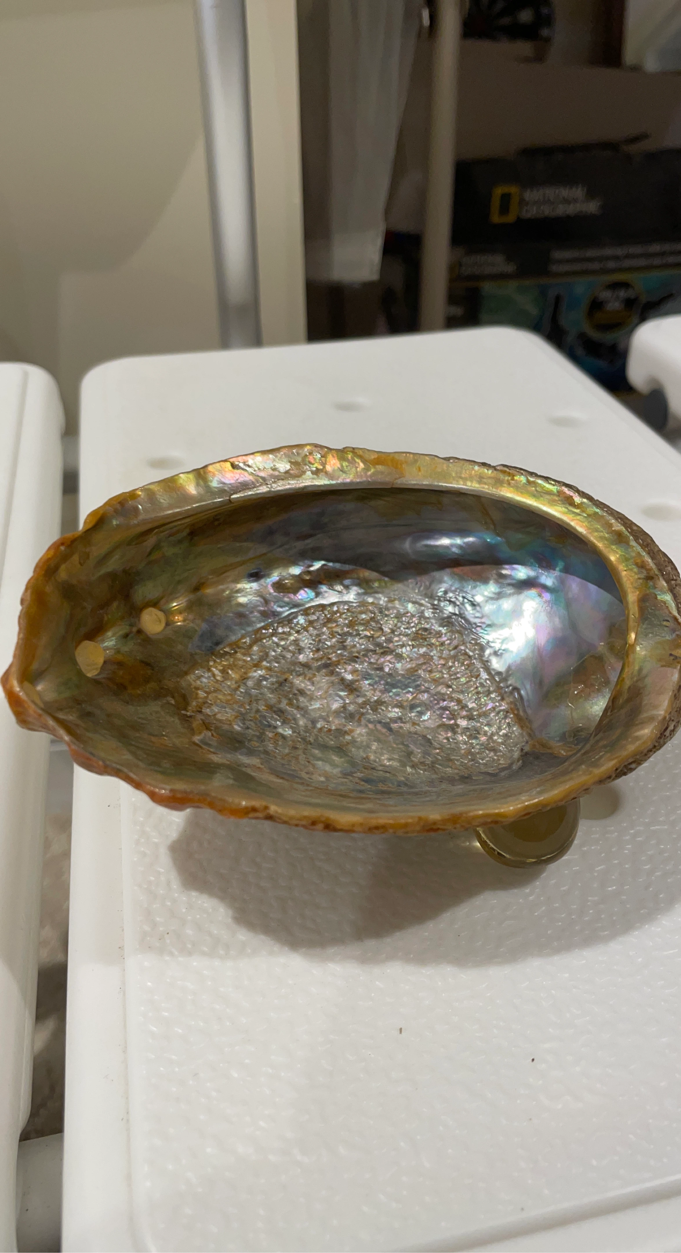 Abalone Shell