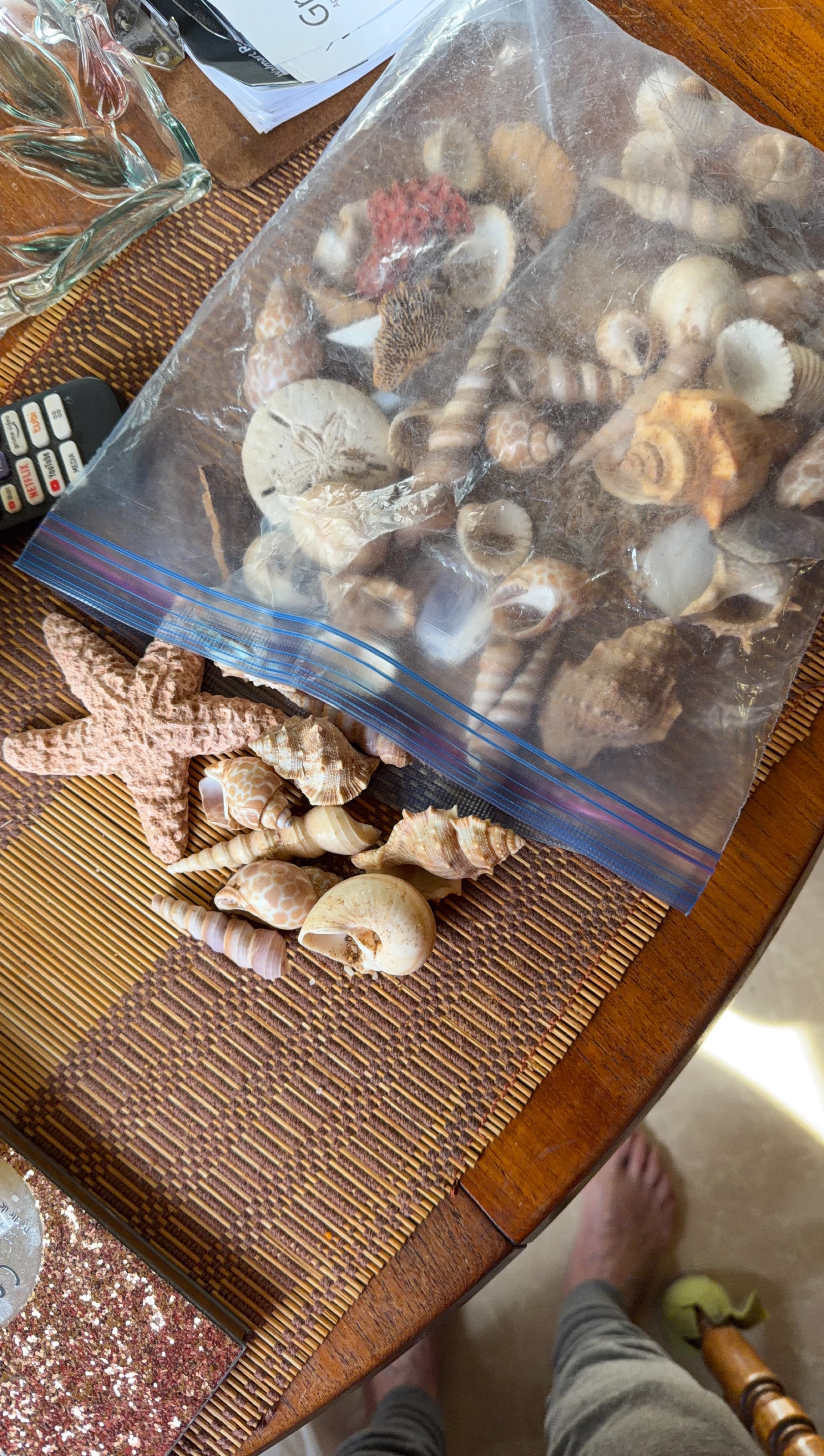 Assorted Seashells and Starfish Decoration Lot