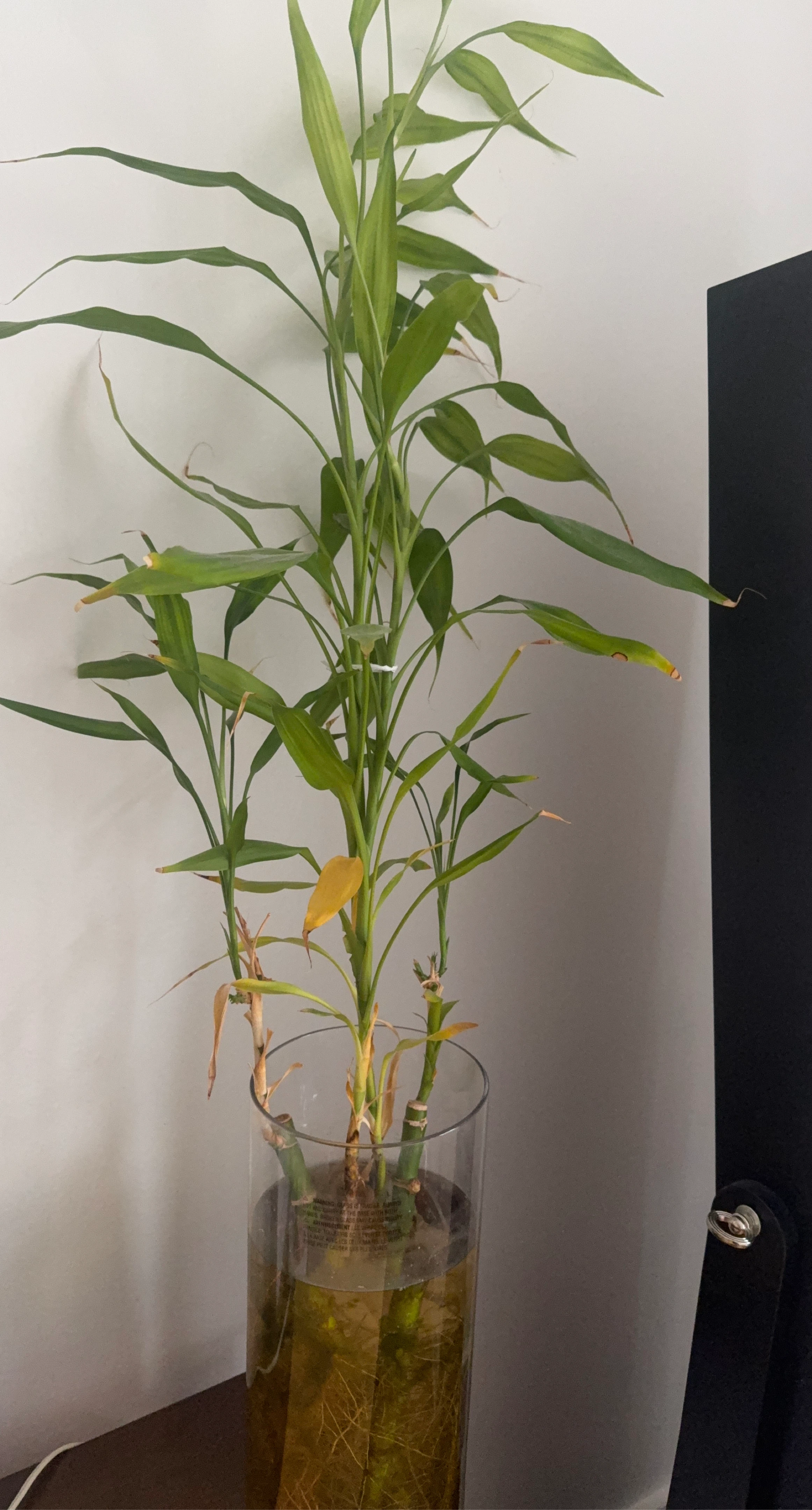 Lucky Bamboo Plant in Glass Vase
