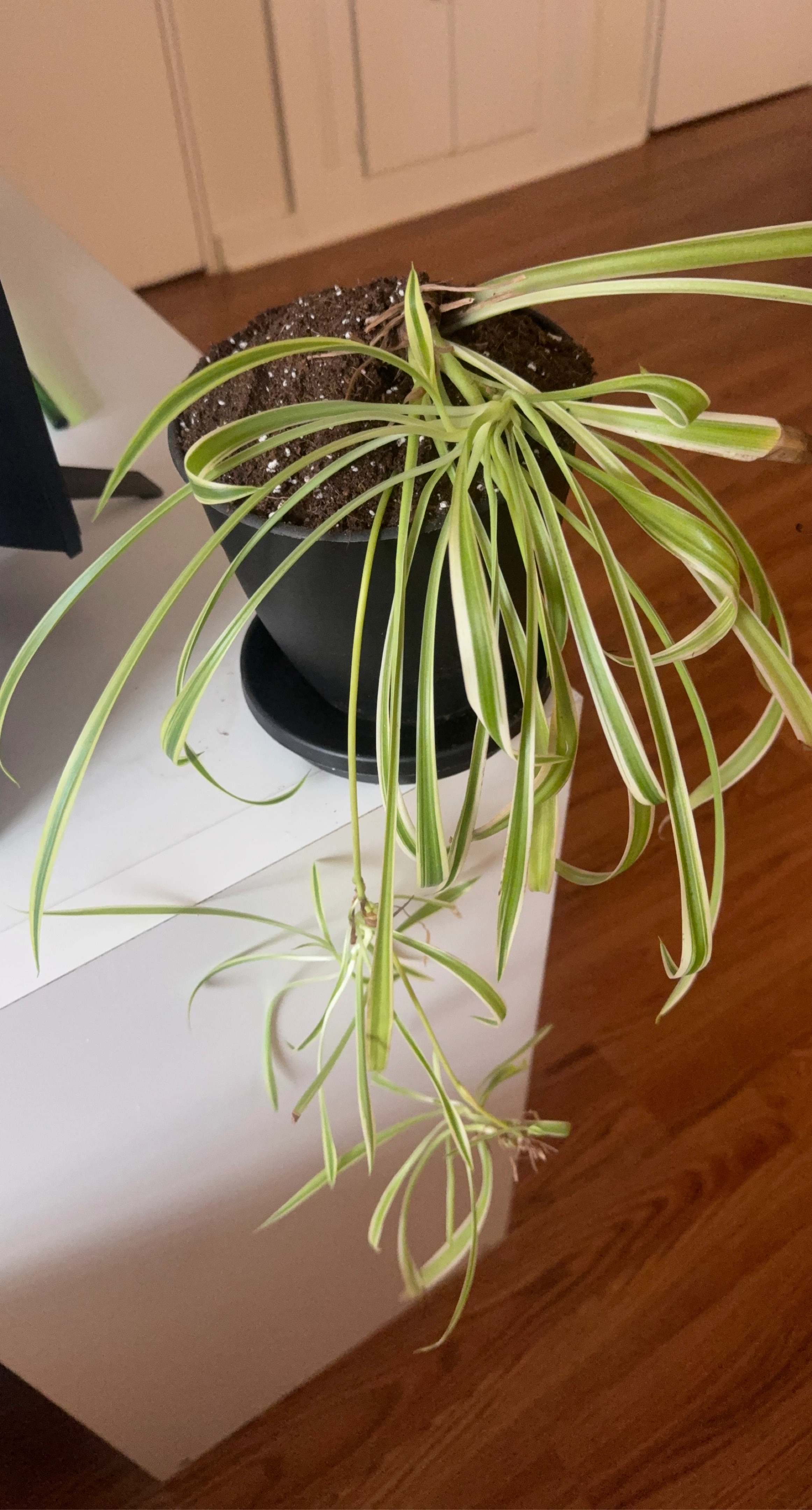 Spider Plant