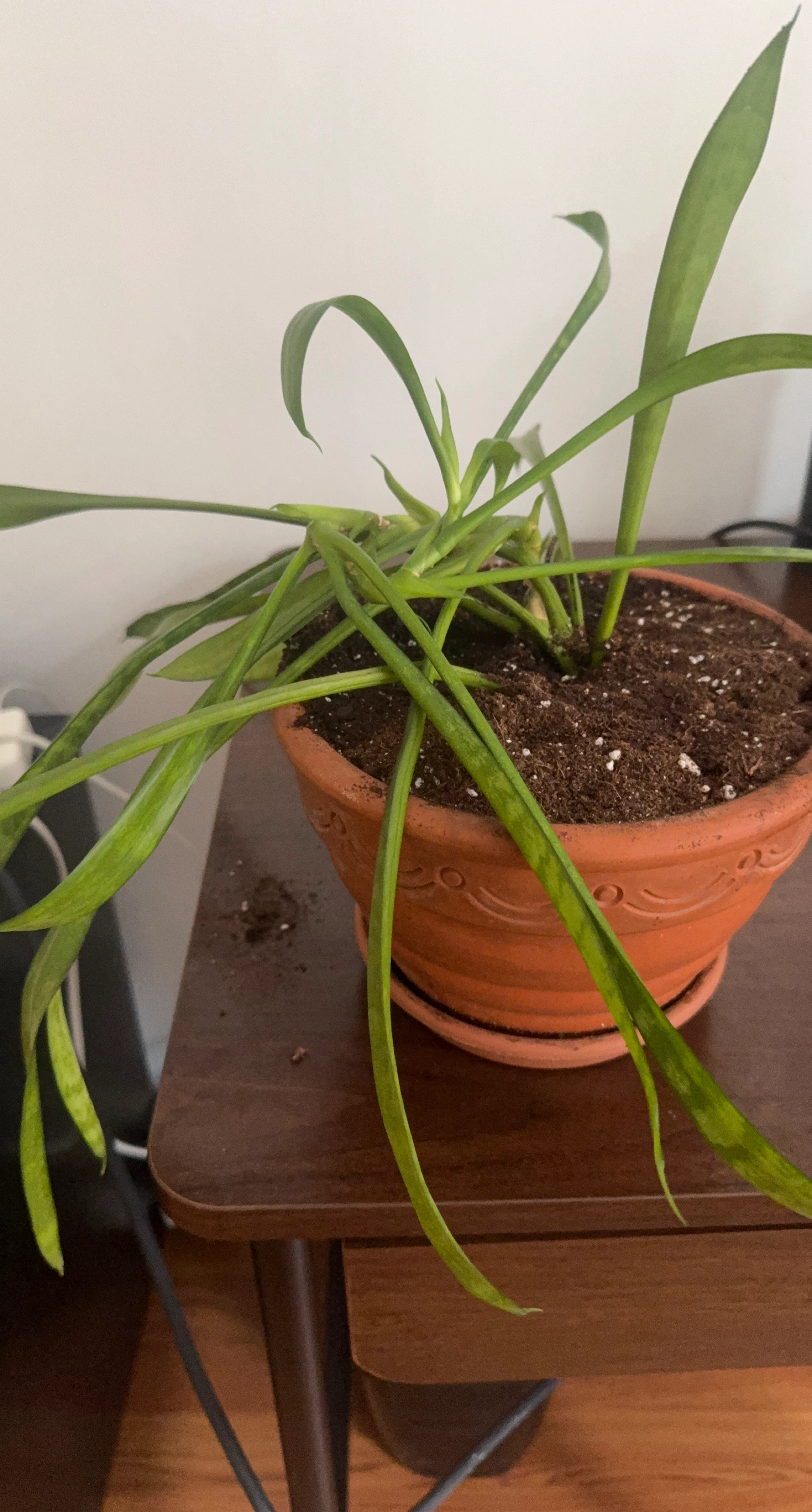Snake Plant in Terracotta Pot