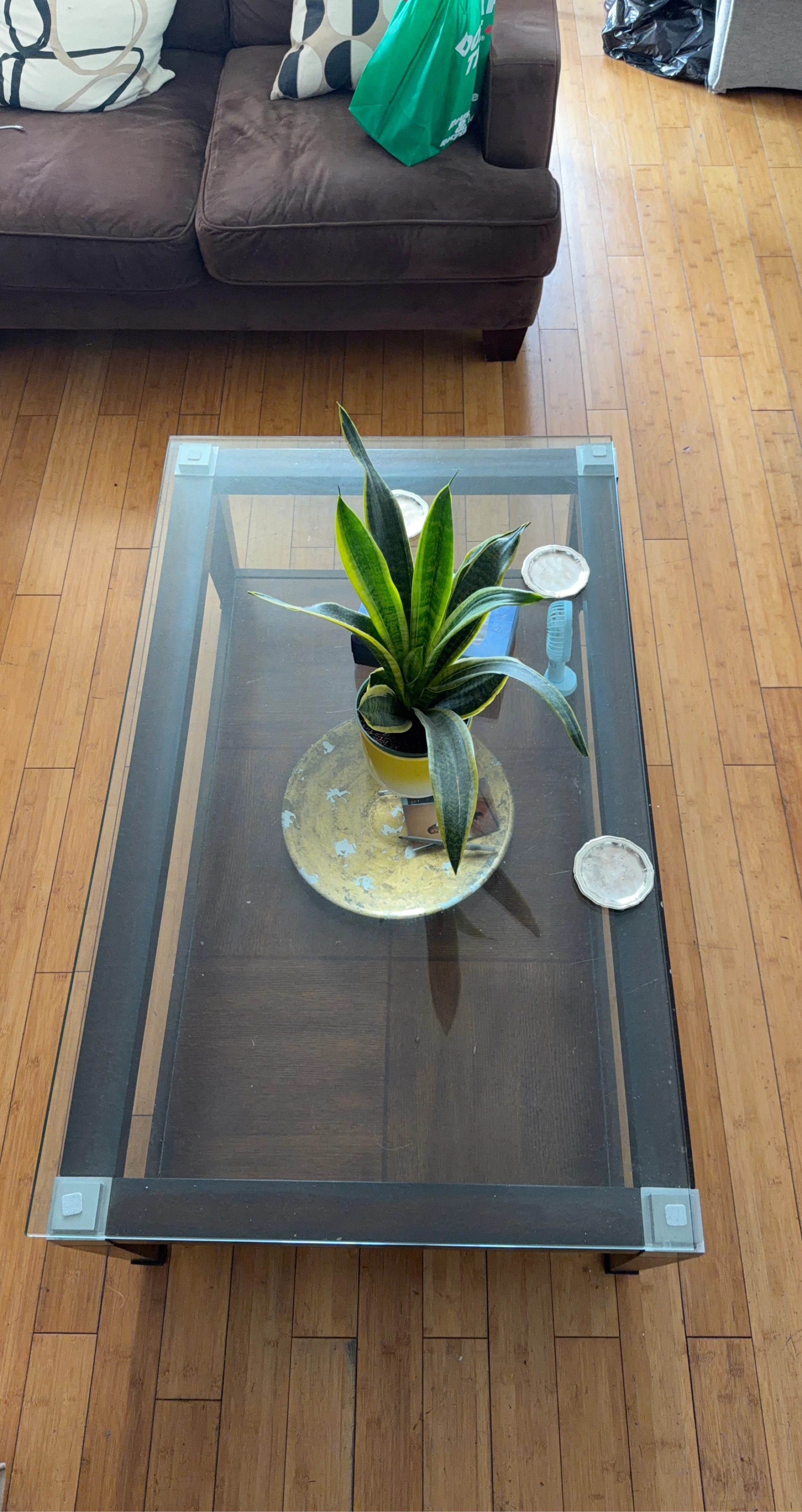 Glass Coffee Table with Snake Plant