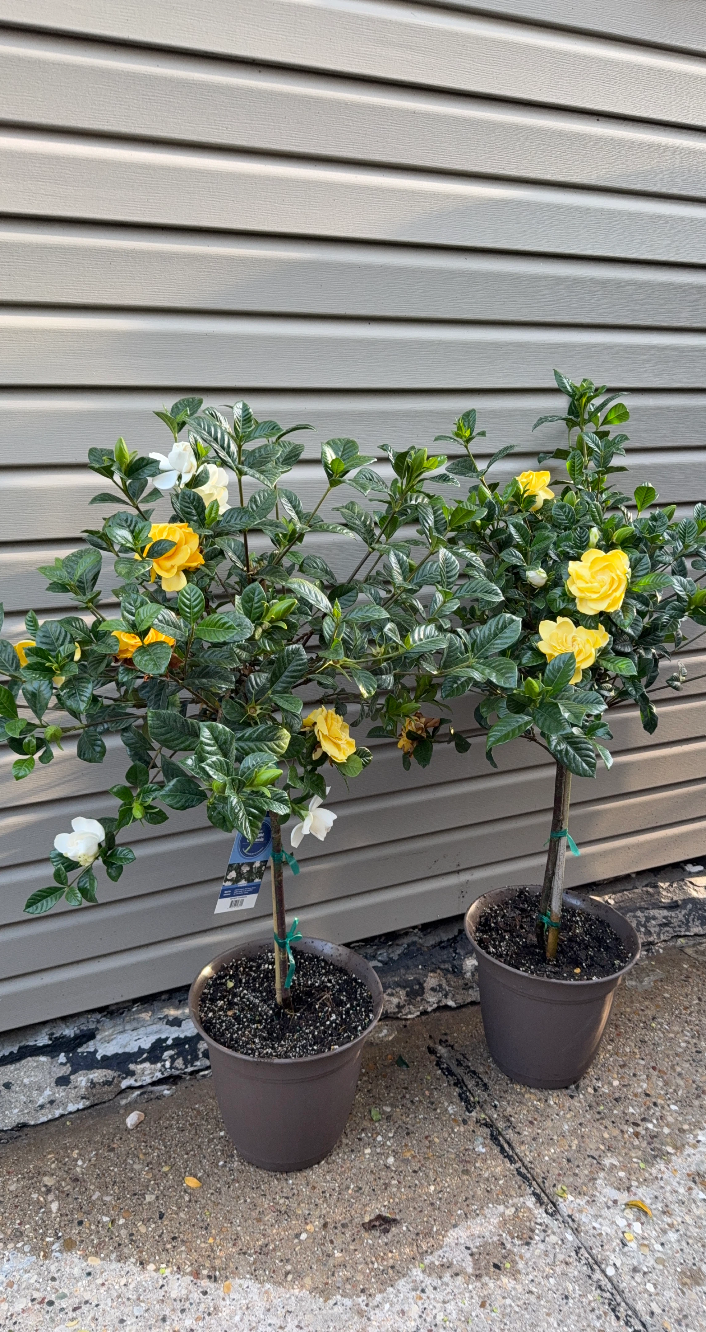 Gardenia Trees - Fragrant Yellow and White Blooms