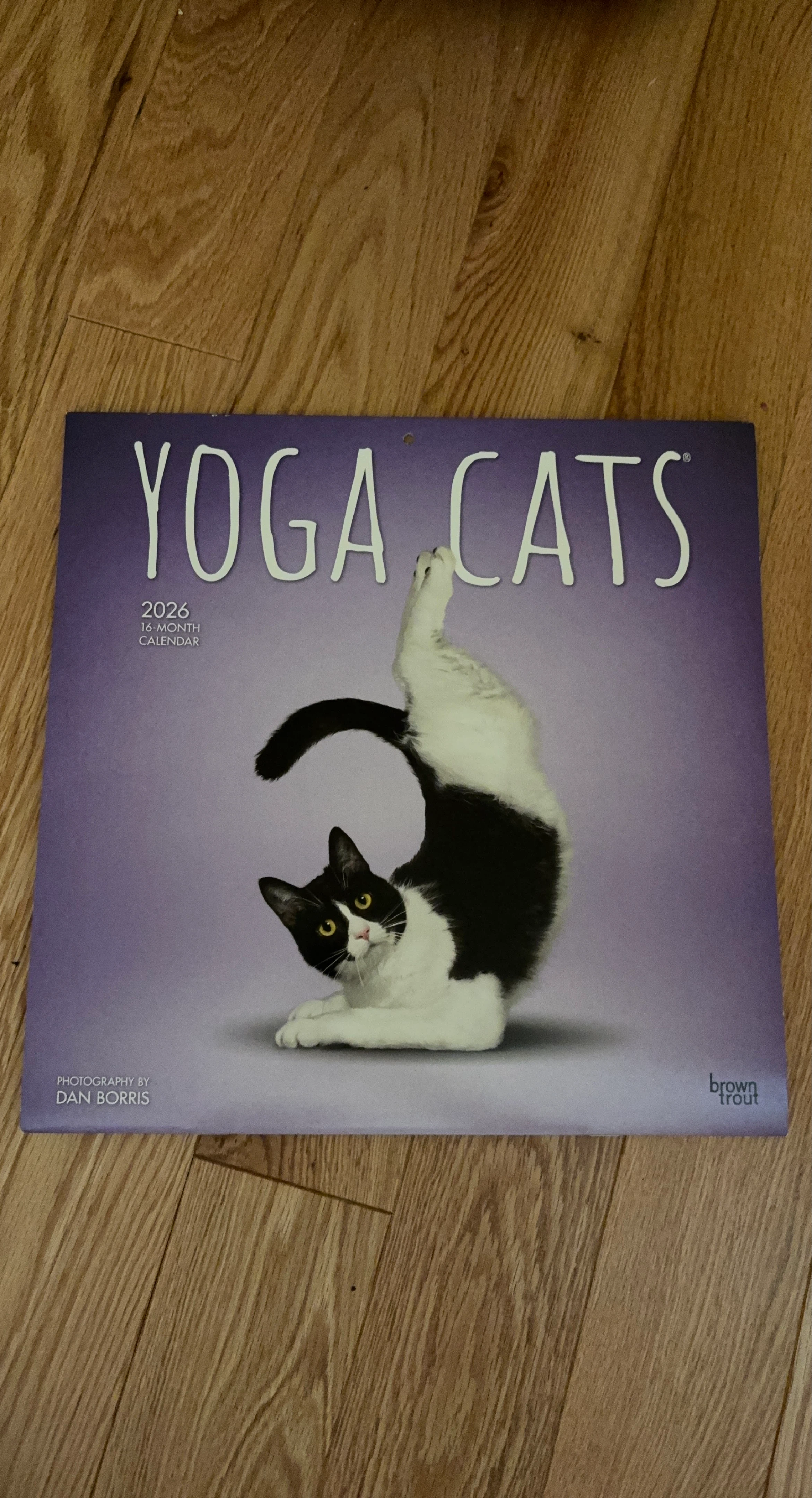 Yoga Cats 2026 16-Month Calendar