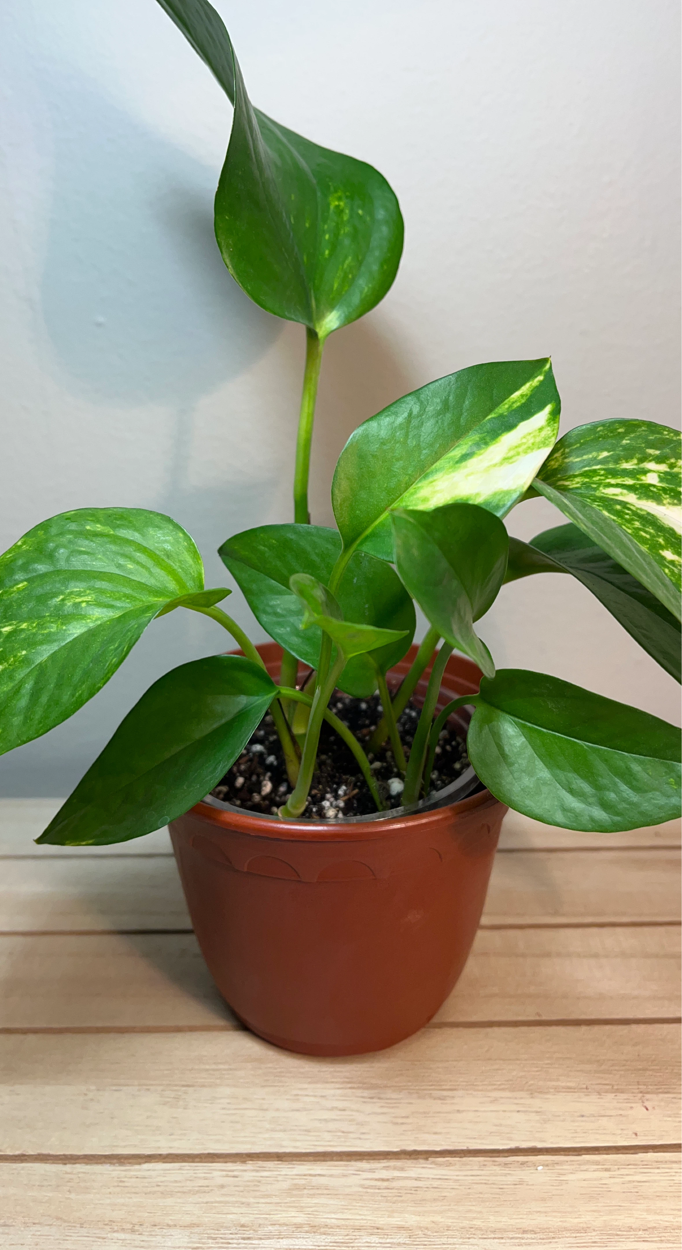 Golden Pothos - some variegations