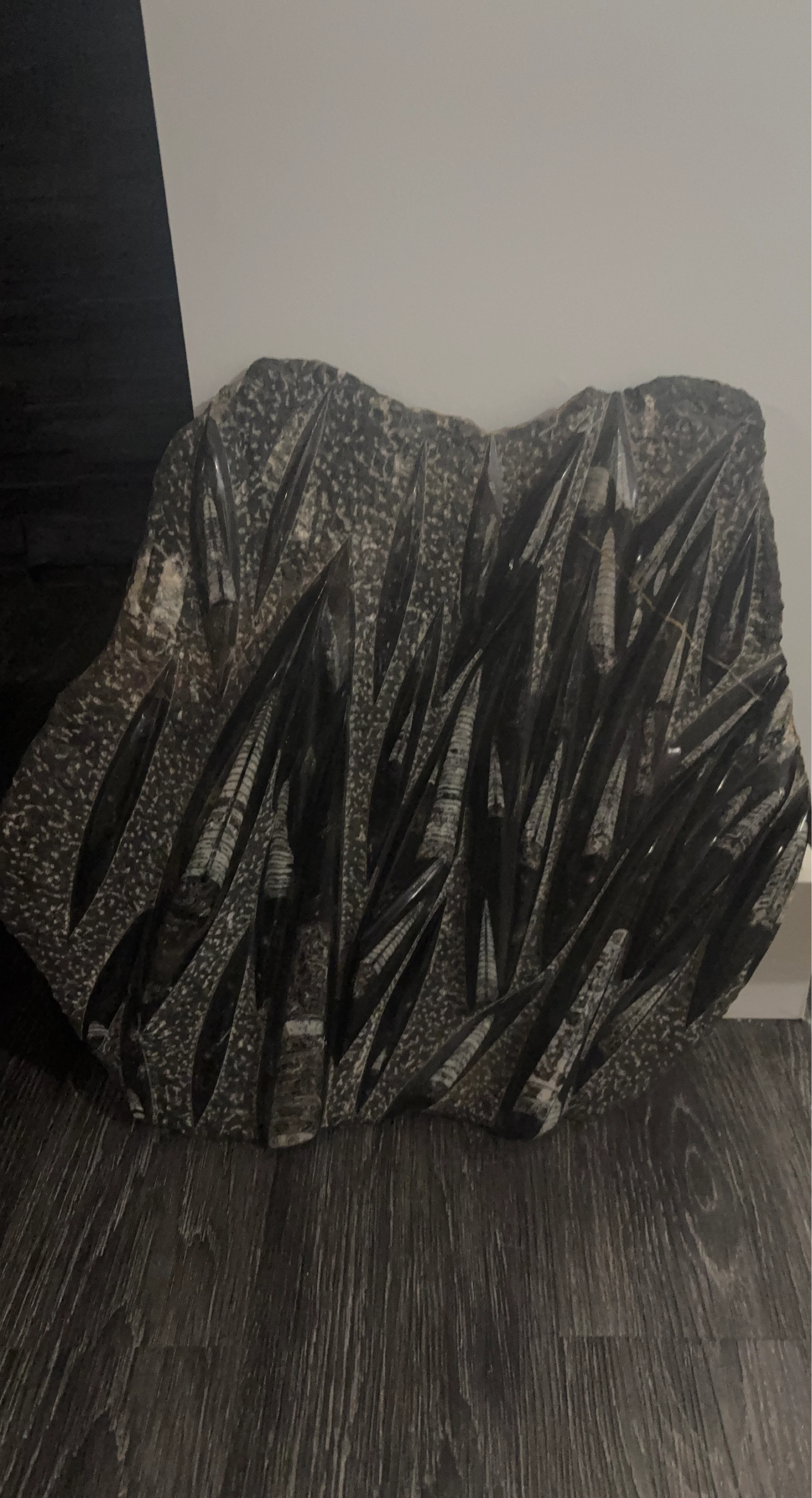 Fossil Orthoceras Stone Decor