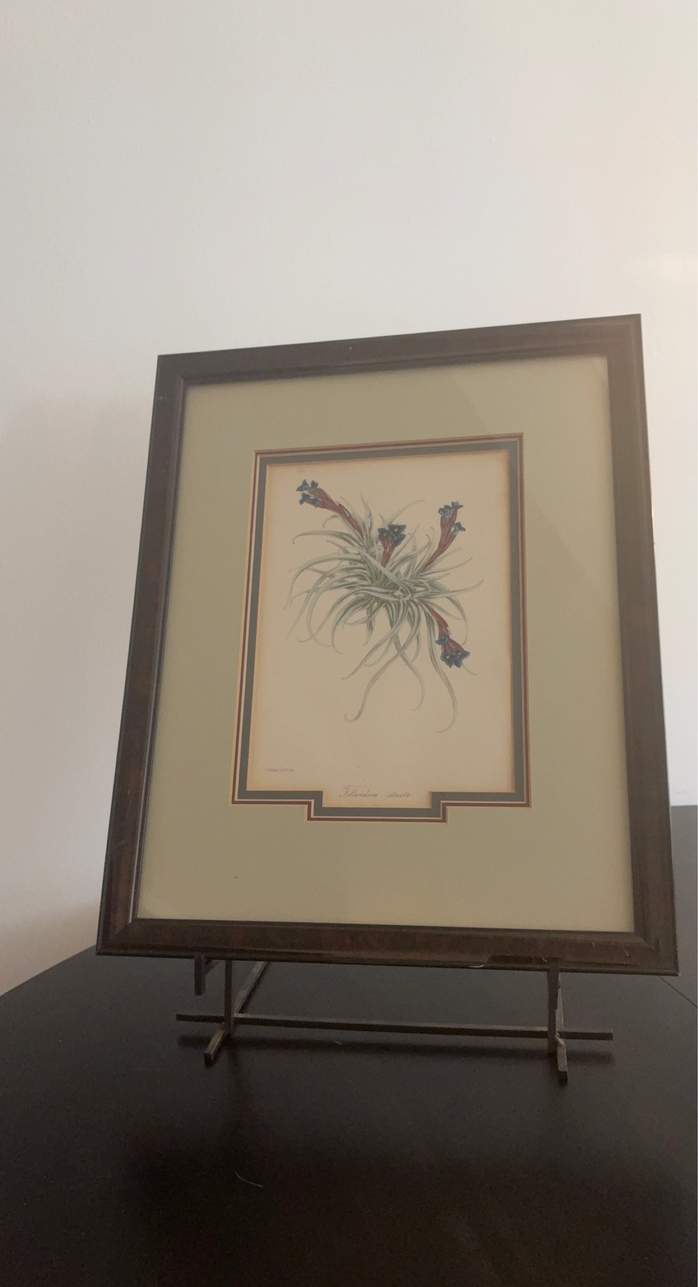Framed Botanical Print of Tillandsia stricta