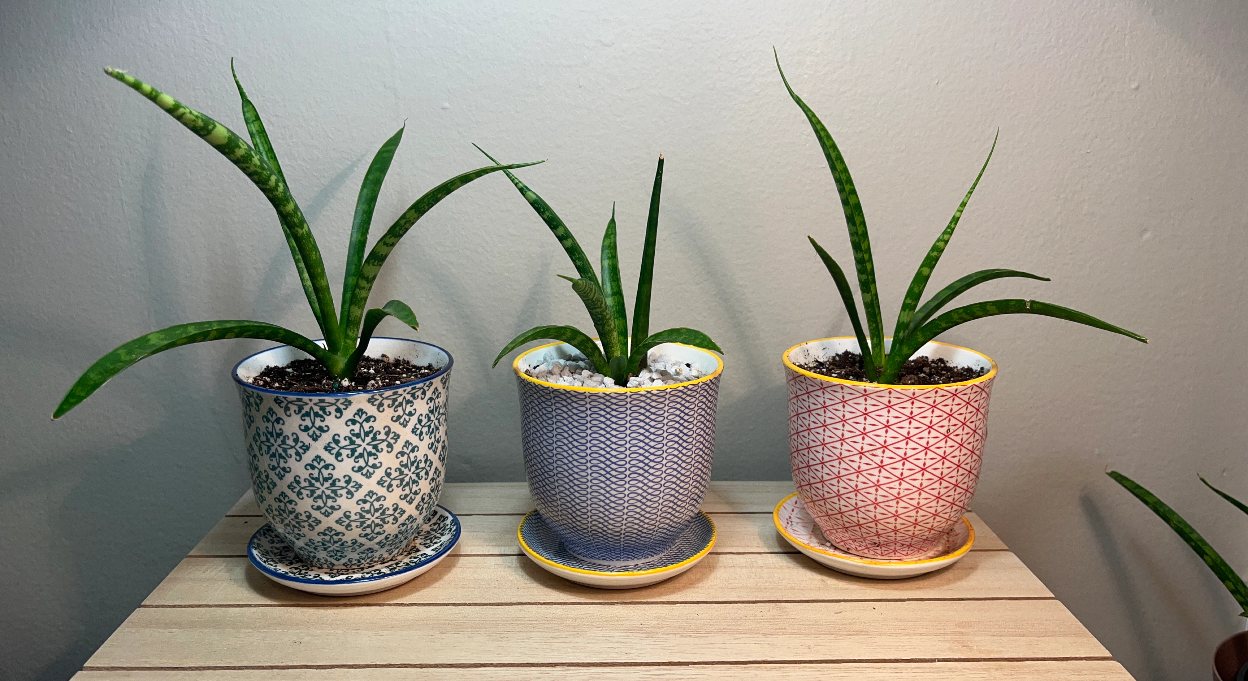 Sansiveria Fernwood Plants in Cute Decorative Chive Pots