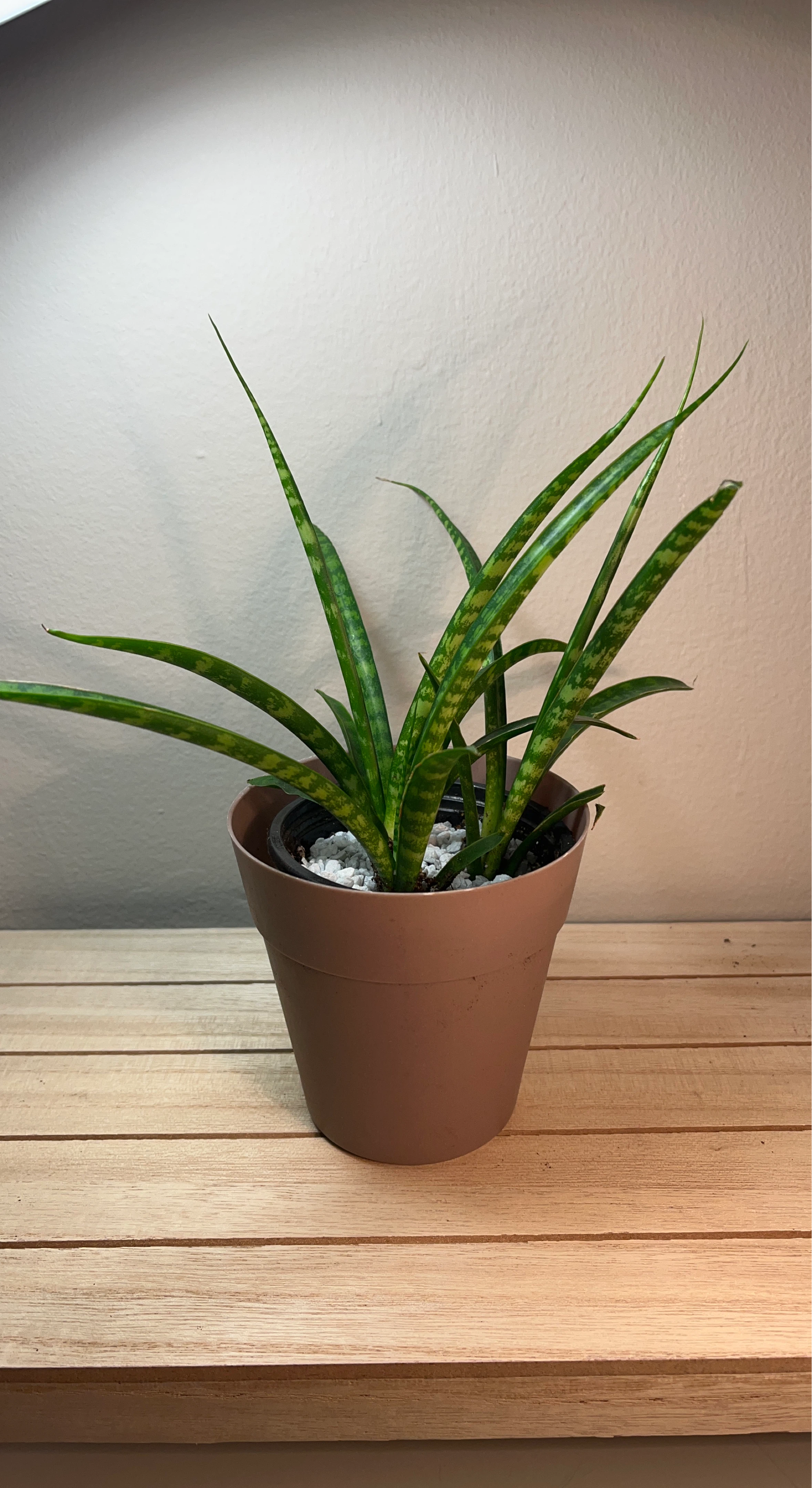 Snake Plant (Sansevieria Fernwood)