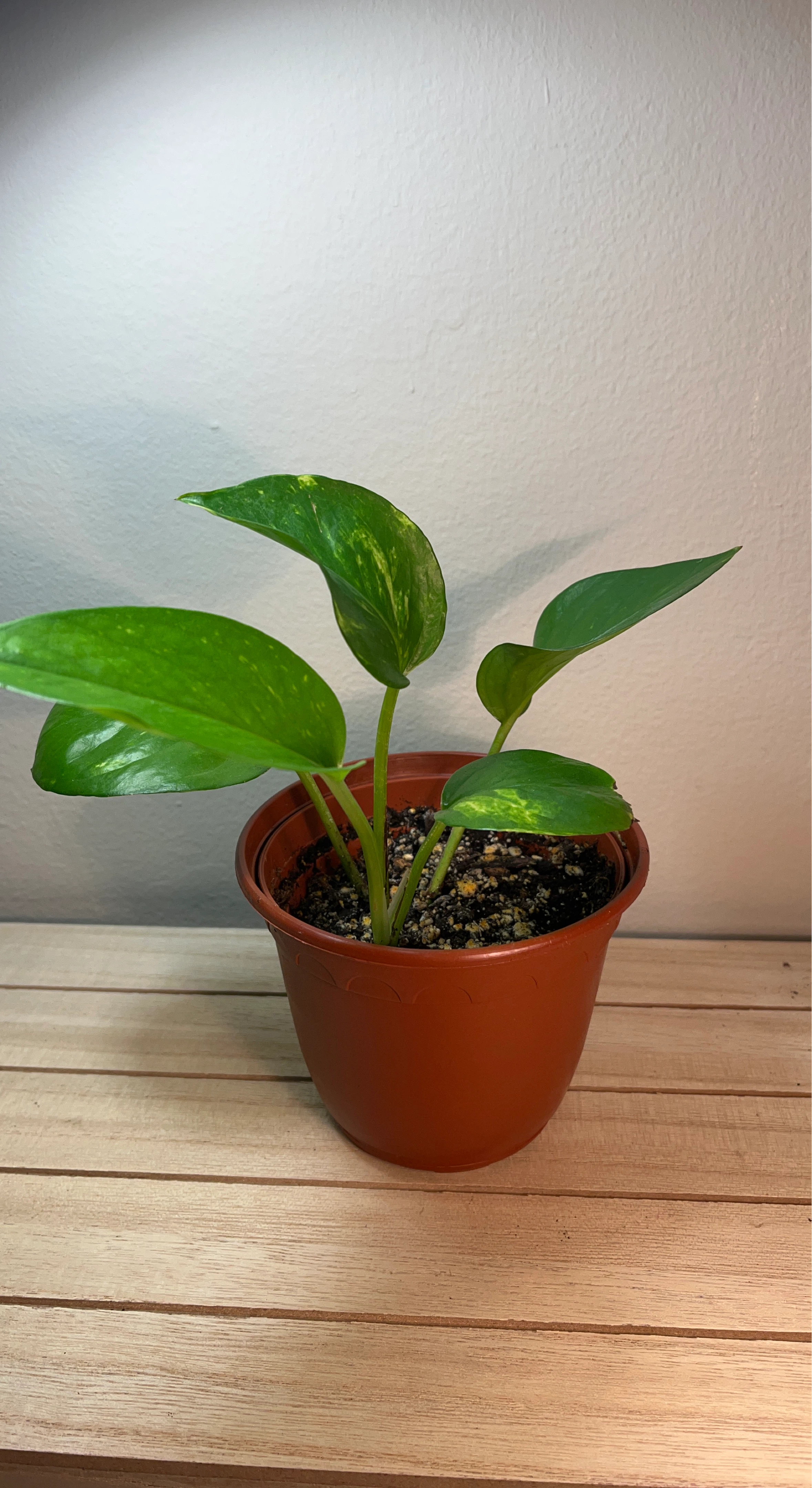 Golden Pothos - lightly variegated