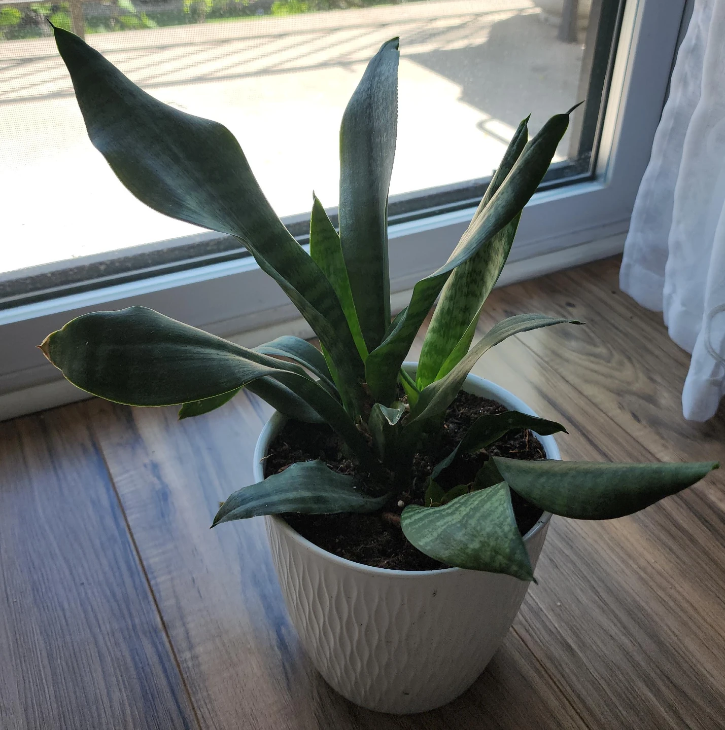 Snake Plant in White Textured Pot