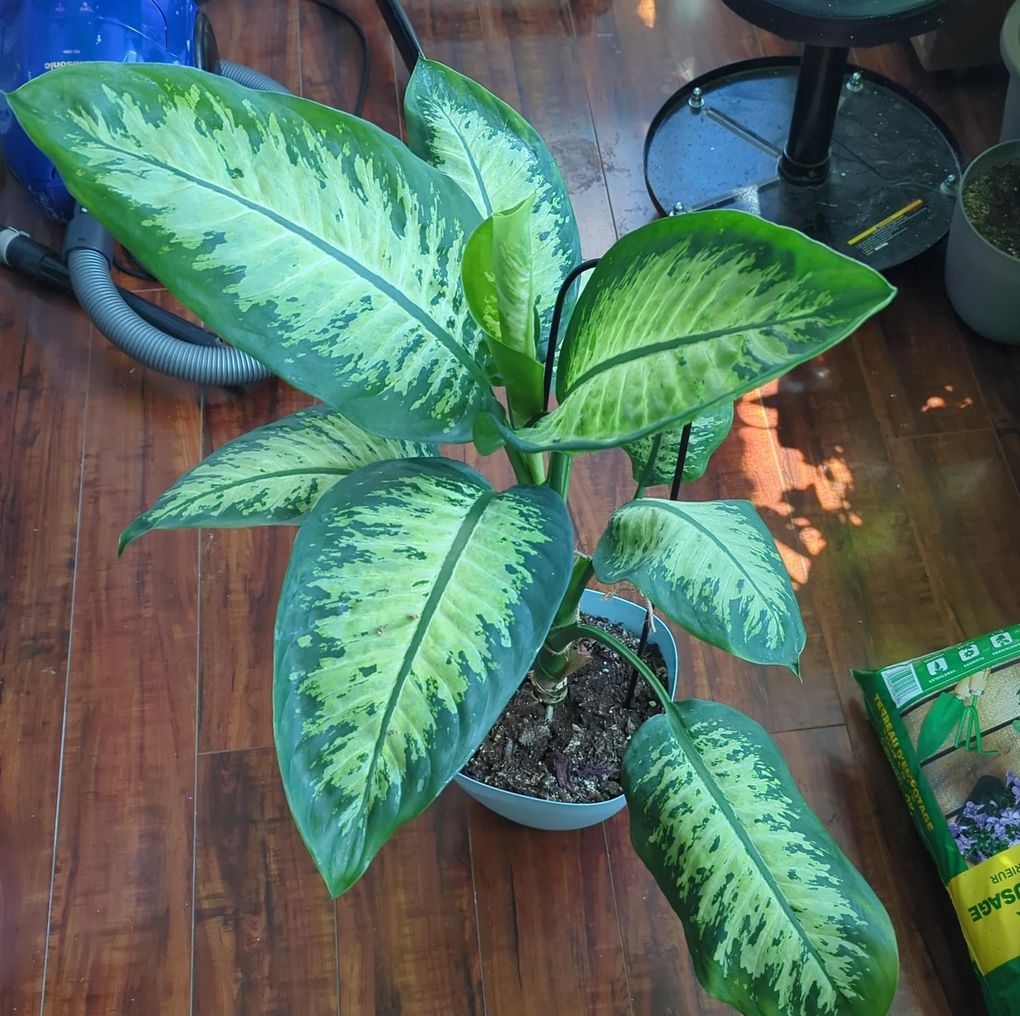 Dieffenbachia Plant