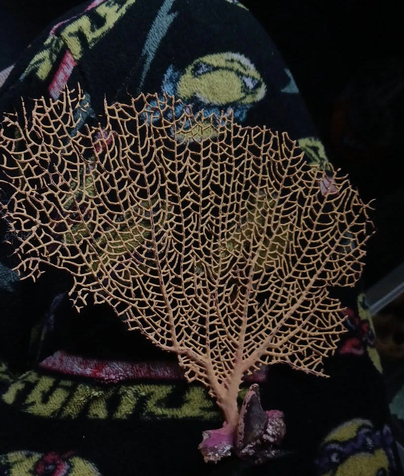 Natural Sea Fan Decoration