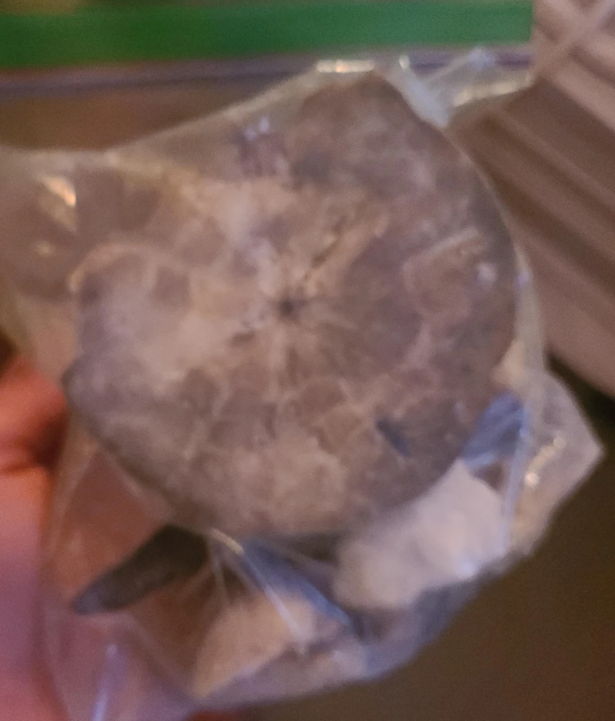 Fossilized Sea Urchin