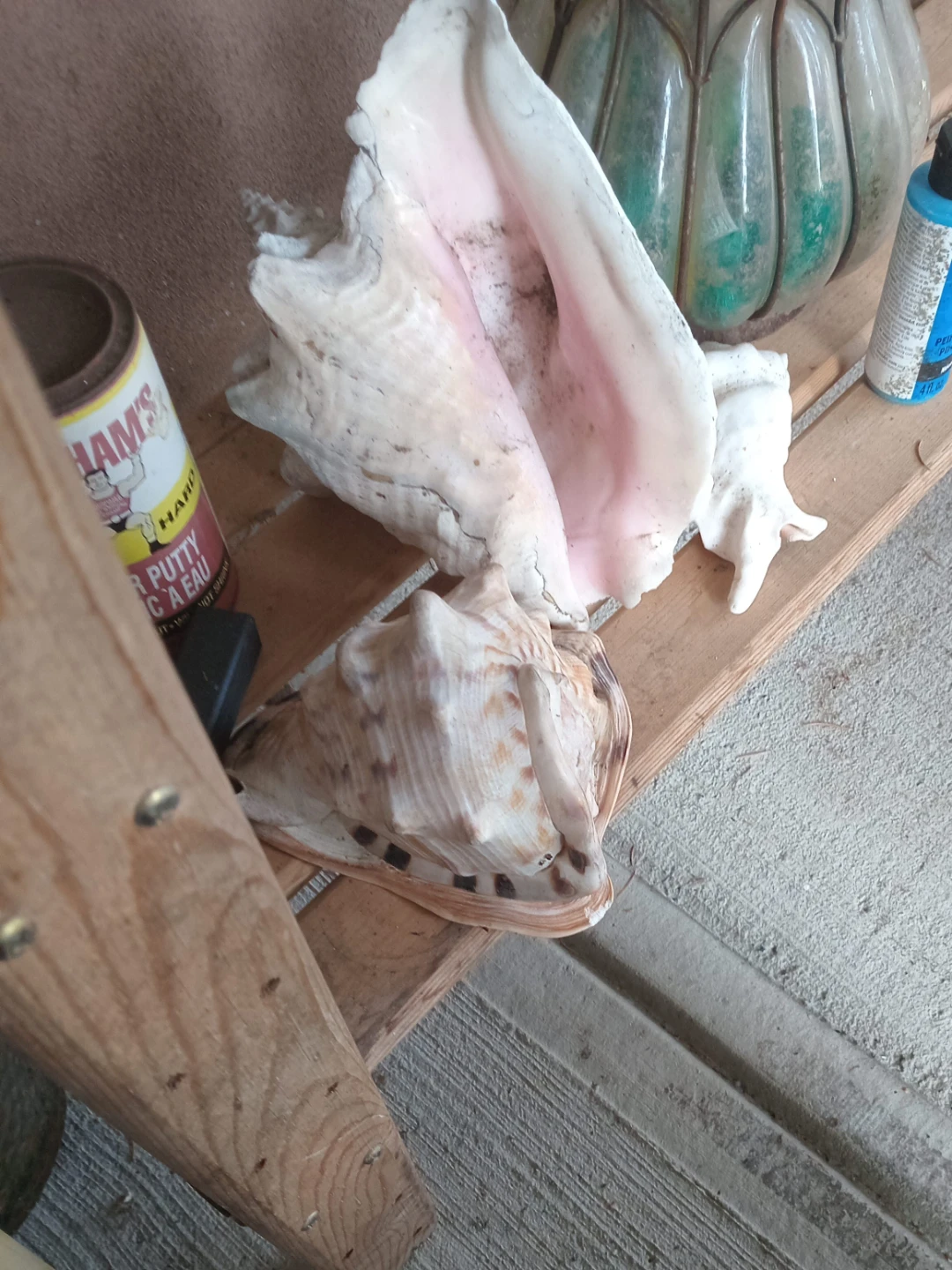 Seashell