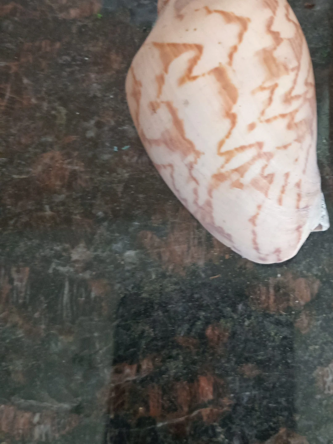 Decorative Shell