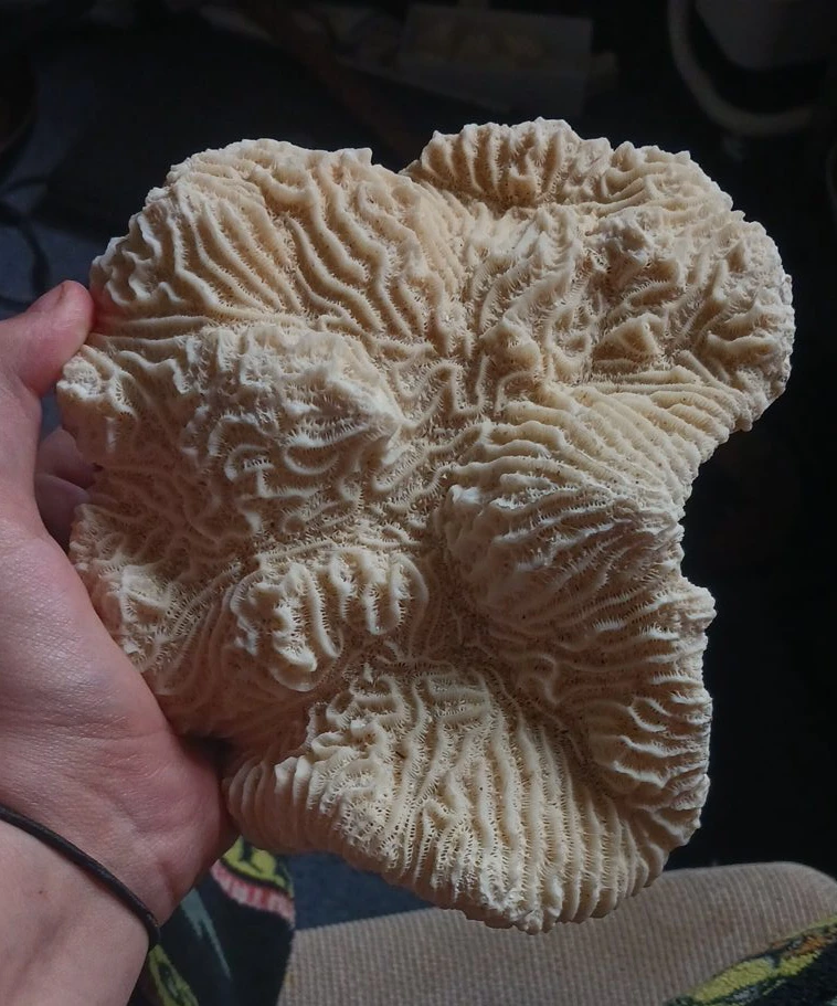 Natural Coral Specimen