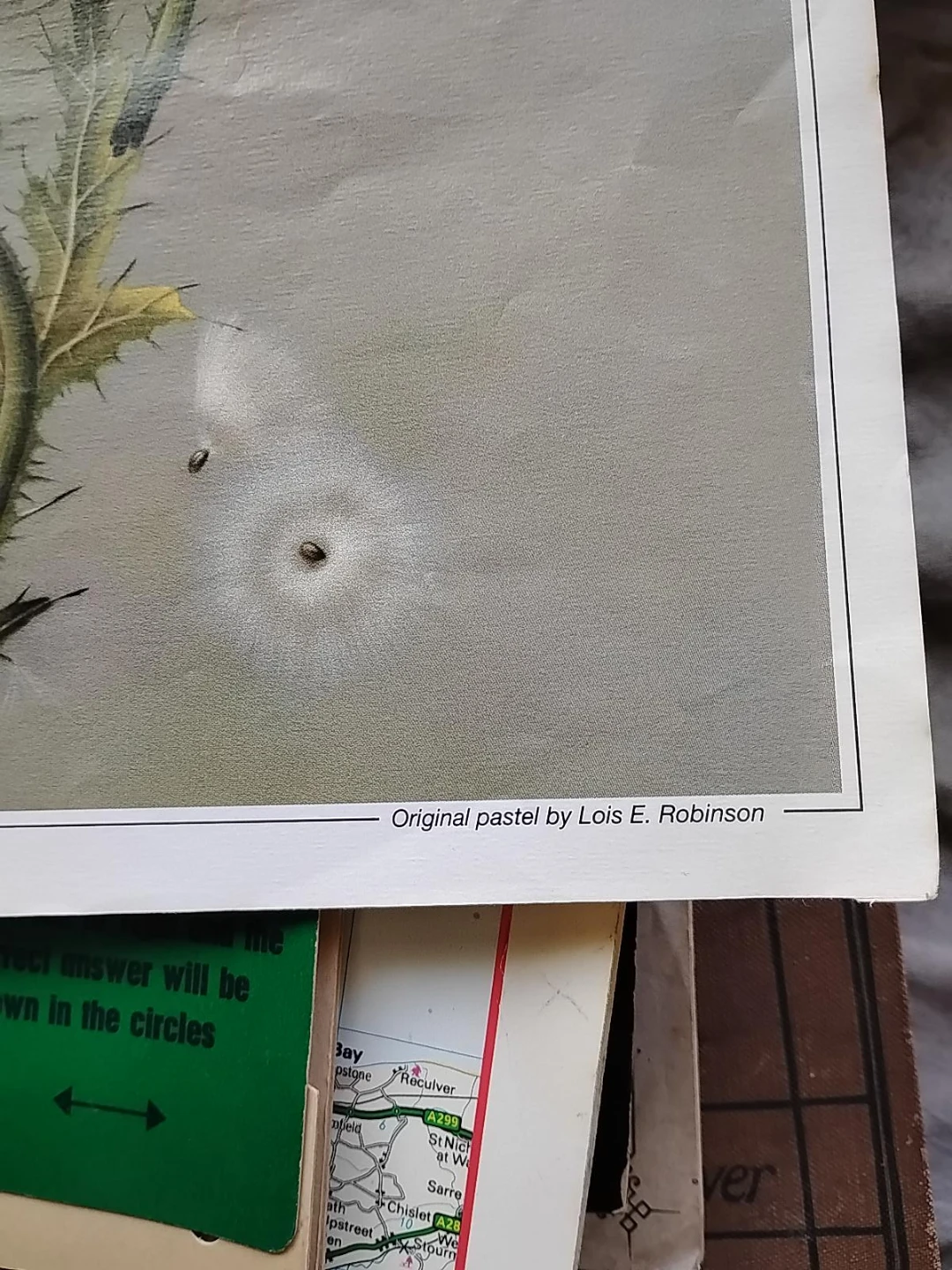 Original Pastel Art "Thistle" by Lois E. Robinson