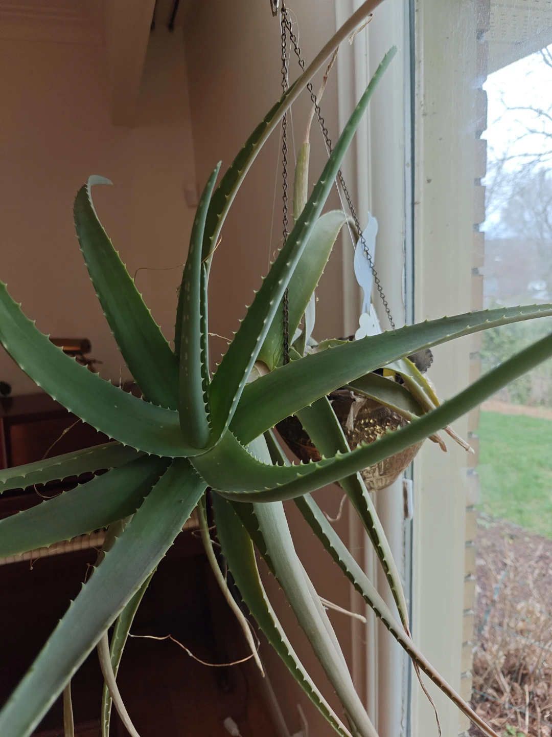 Hanging Aloe Vera Plant in Ornate Brass Pot