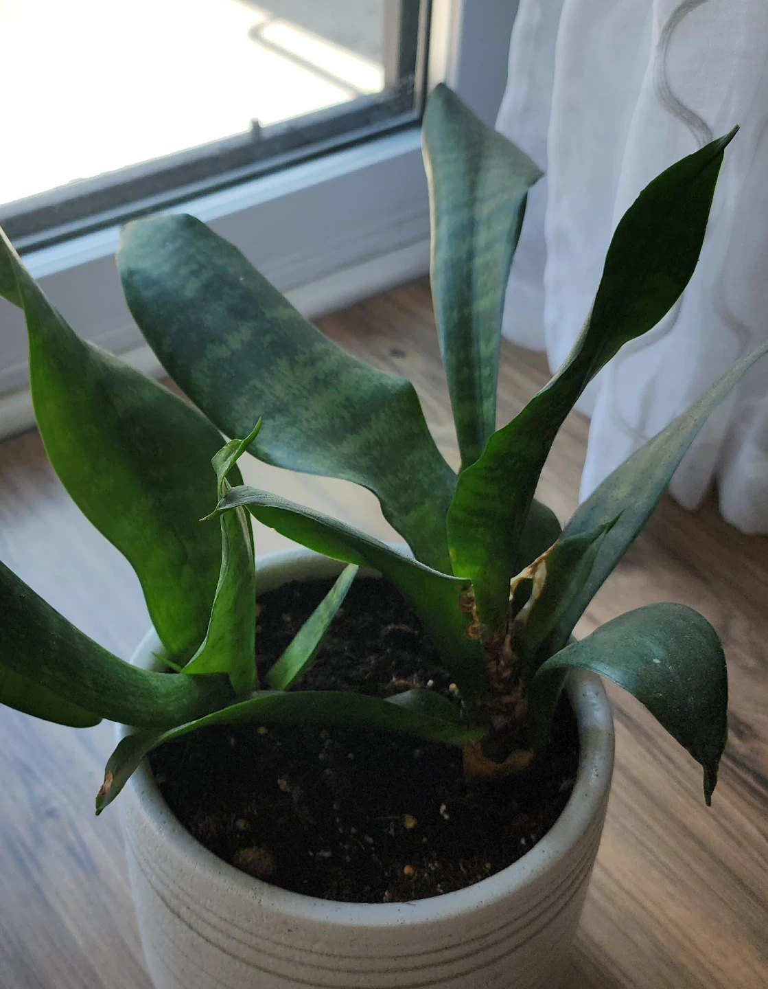 Snake Plant in White Pot