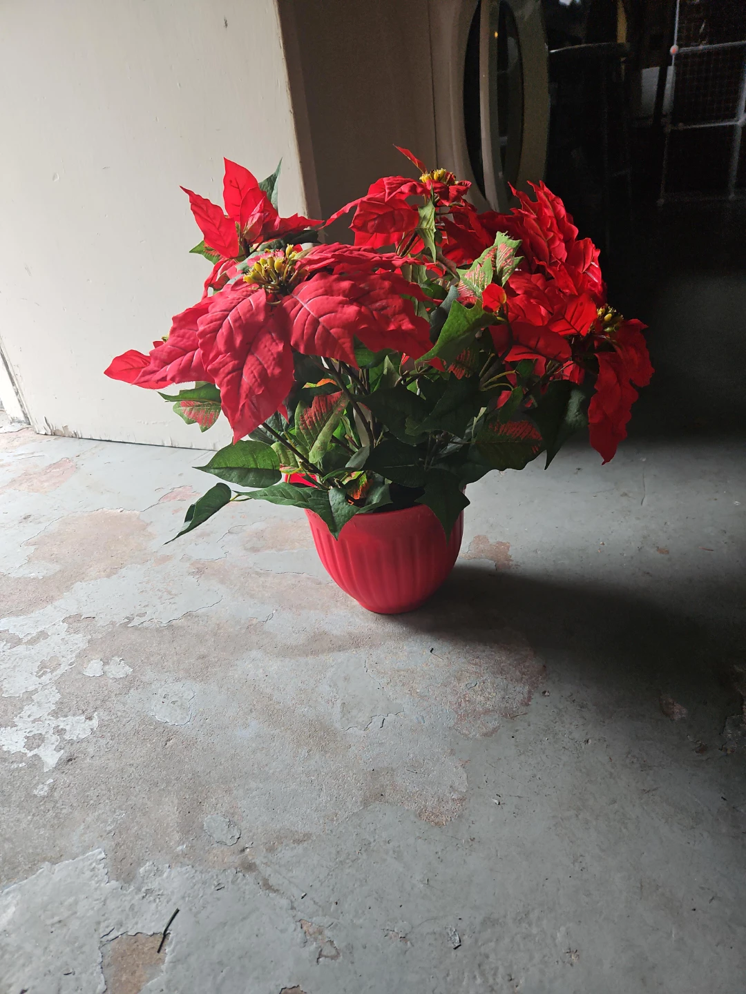 Red Poinsettia Plant