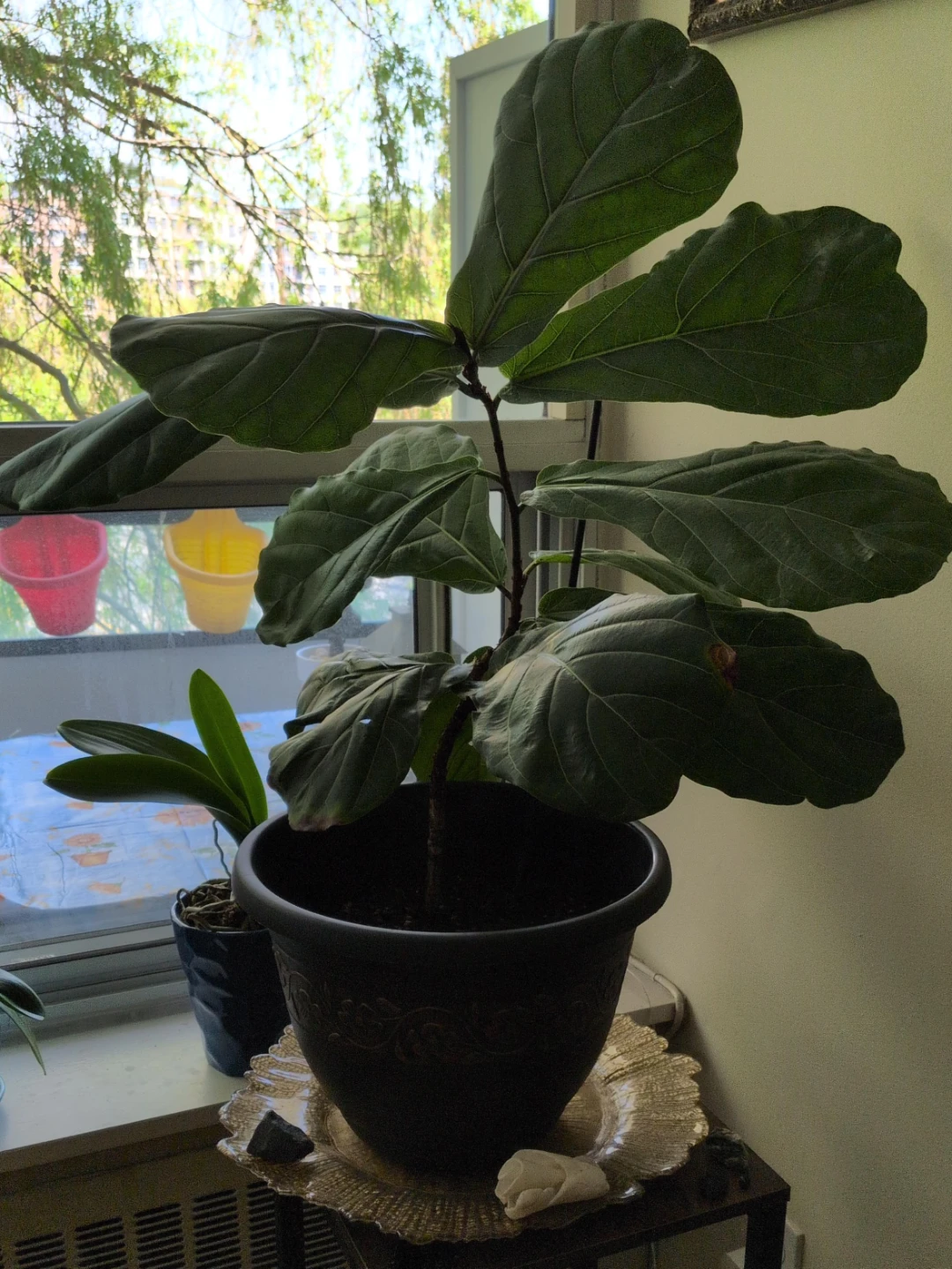 Fiddle Leaf Fig Plant in Decorative Pot - photo 2