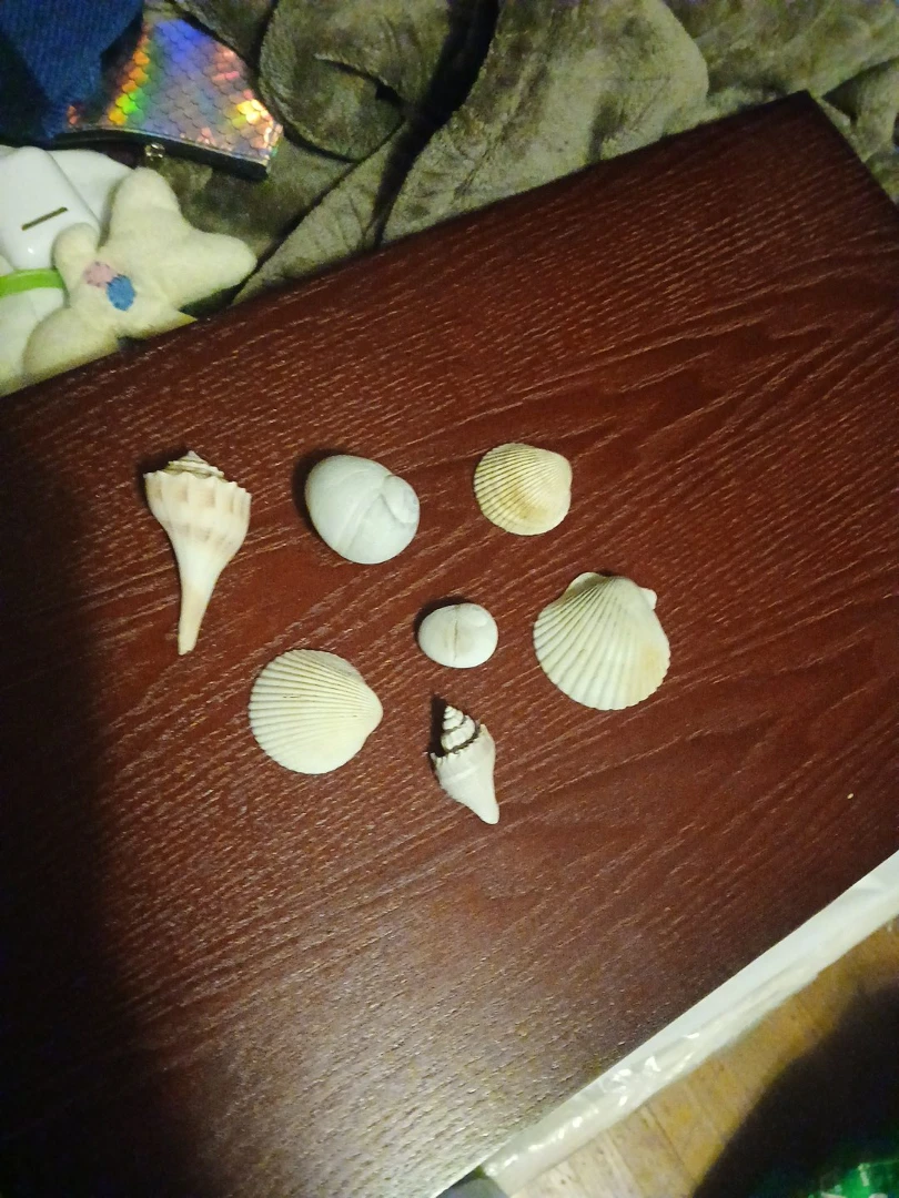 Assorted Seashells (7 pieces)
