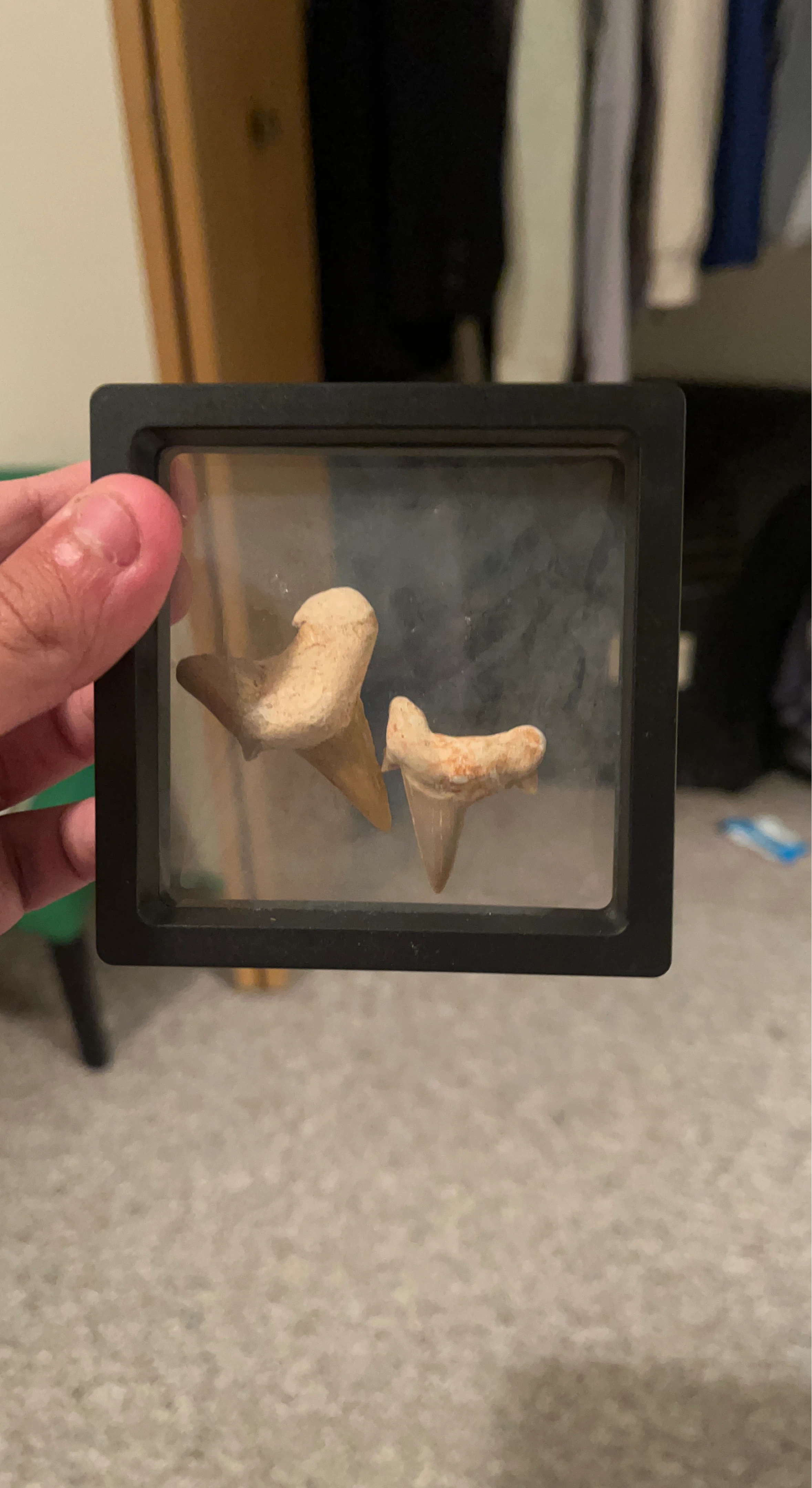 Two Shark Teeth in Display Case